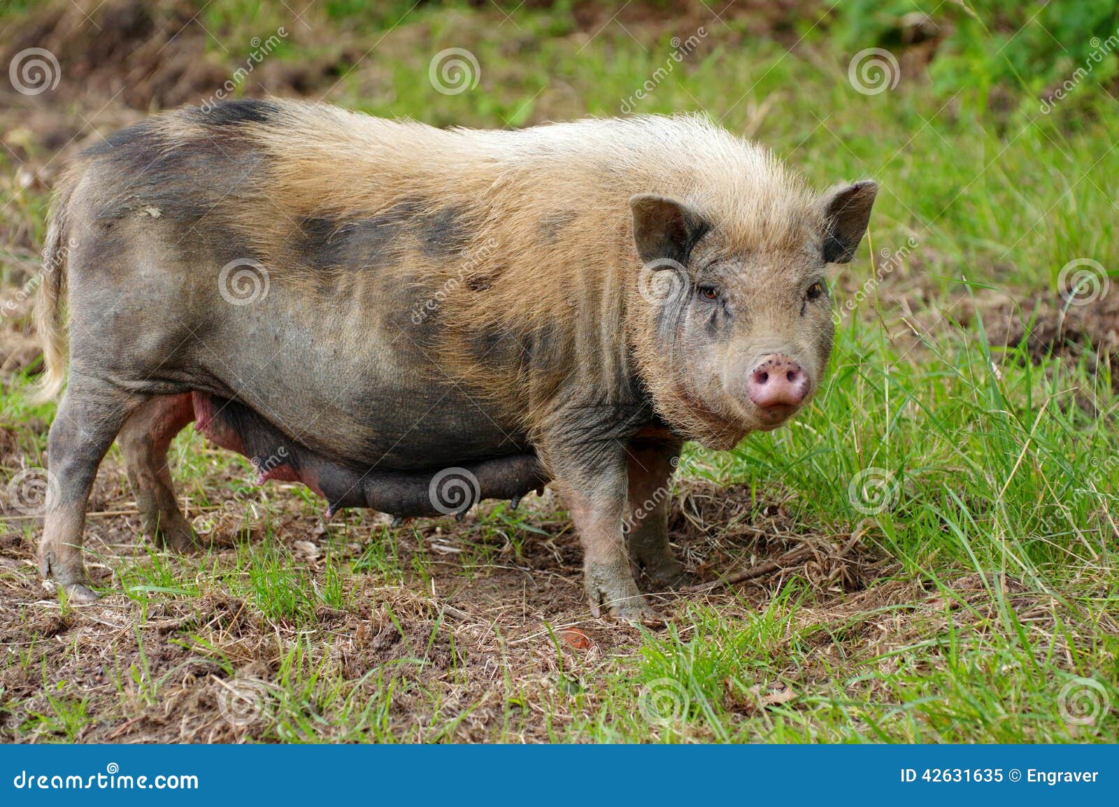Pig sow stock image. Image of outdoor, animals, nose 42631635
