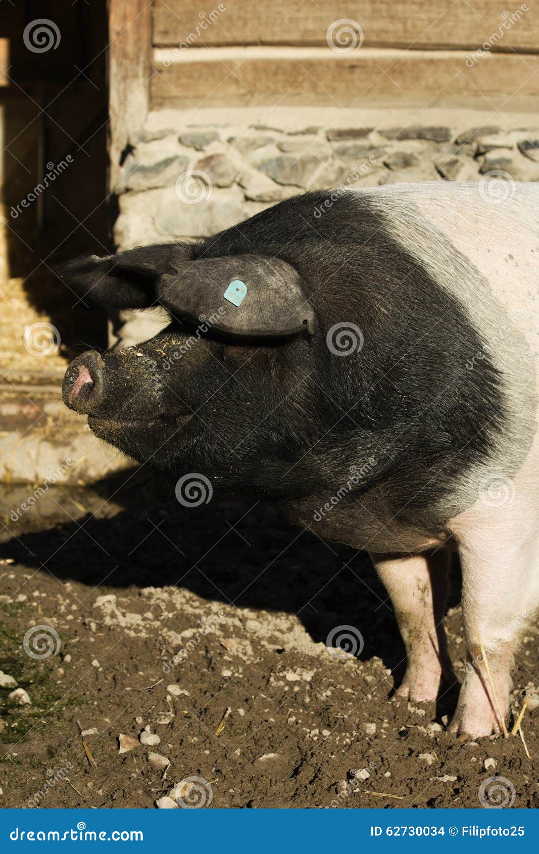 Pig Sus Domesticus Stock Photo Image Of Livestock Nature 62730034