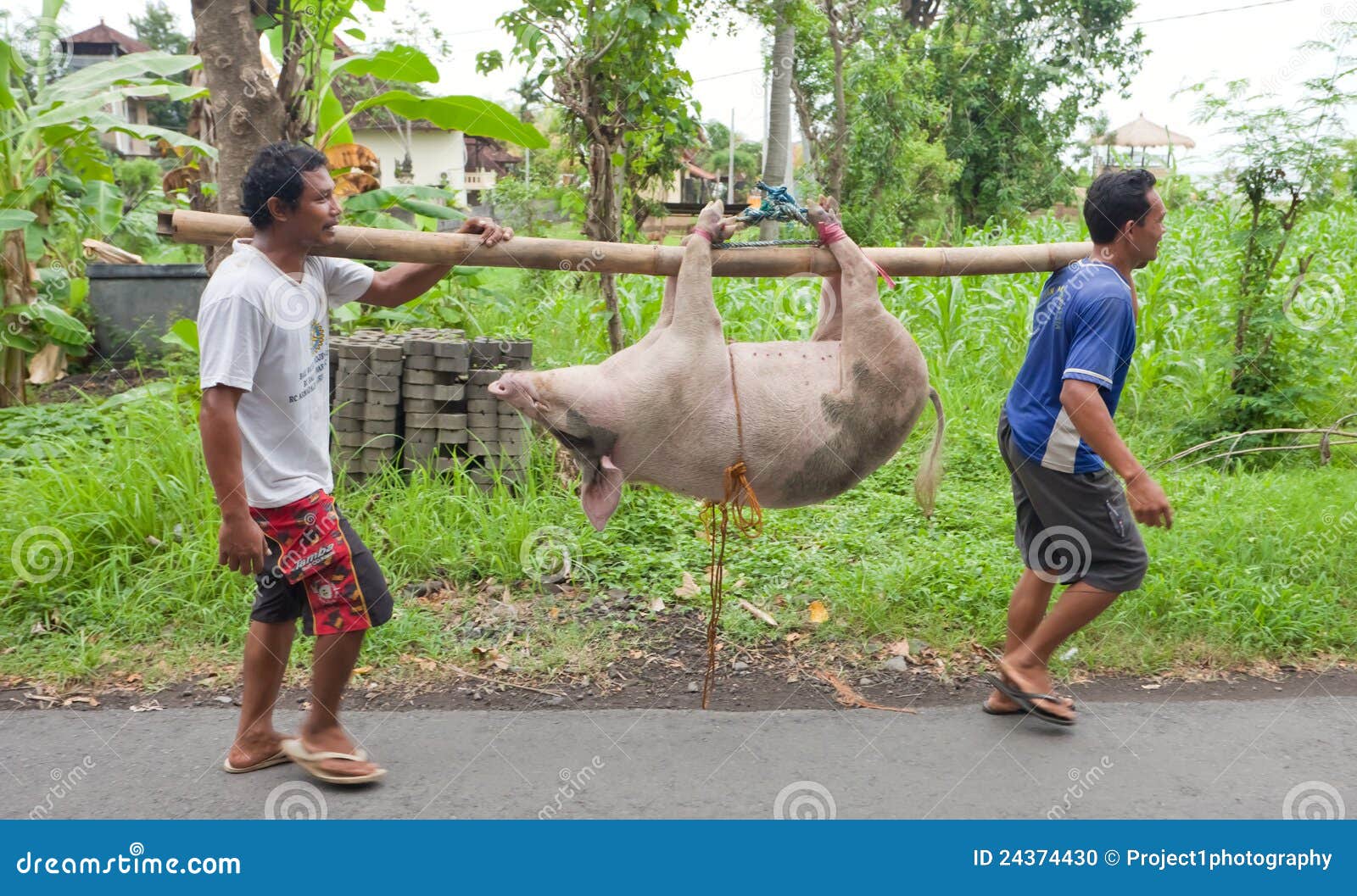 Pig Transport Editorial Image Image 24374430