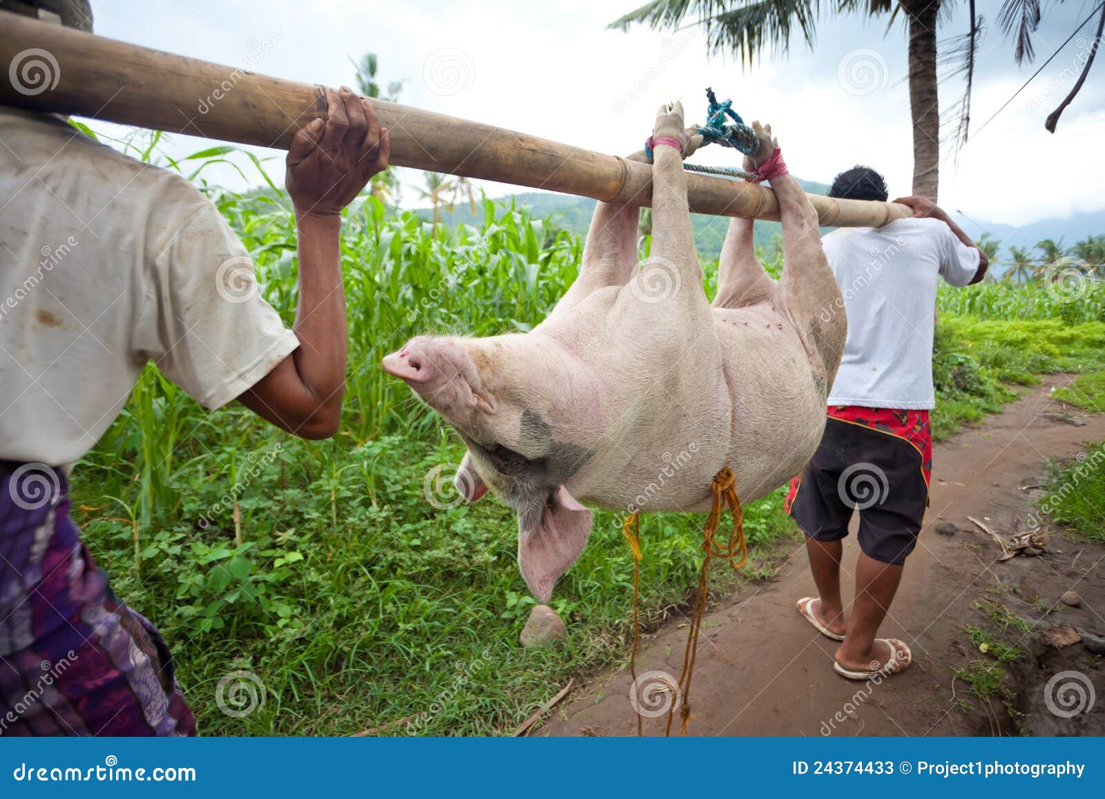 Pig transport editorial stock photo. Image of galungan 24374433