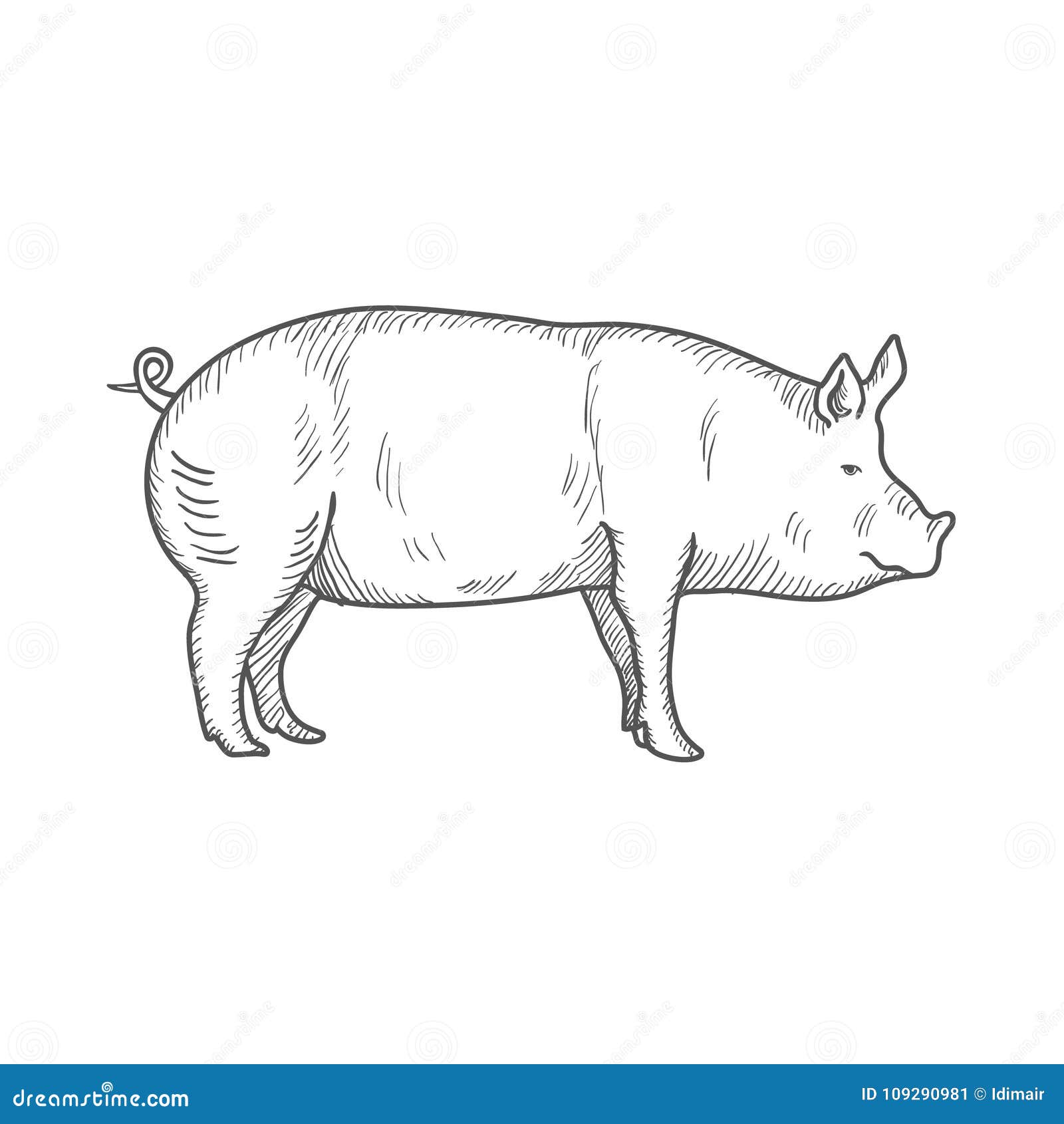 Pig Vintage Engraved Illustration Isolated on a White Background
