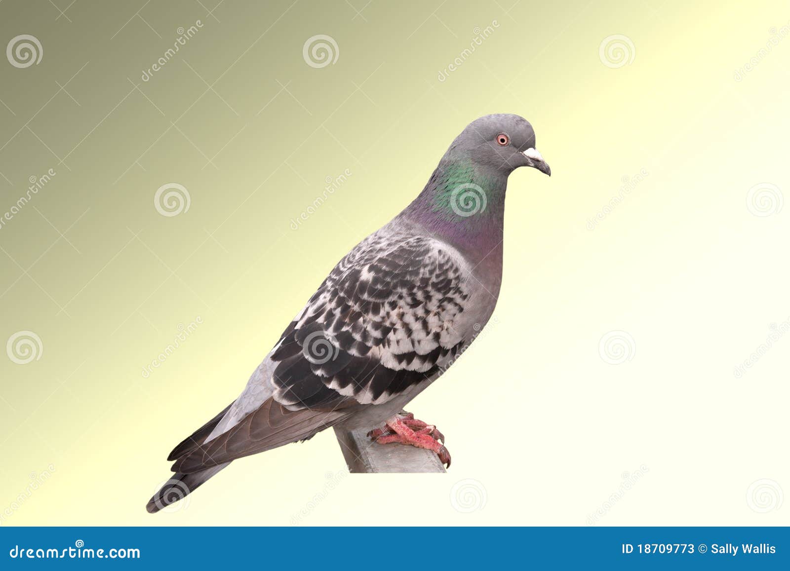 Le pigeon coloré était perché sur le poteau gris