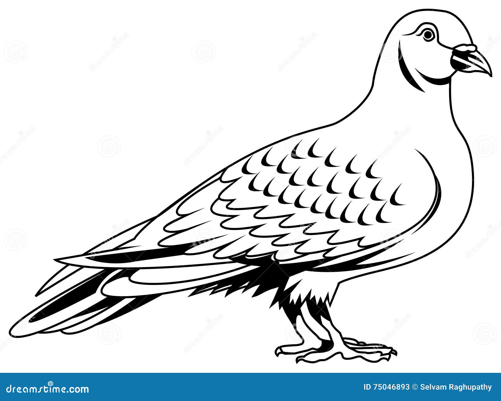 Pigeon illustration de vecteur. Illustration du gris - 75046893
