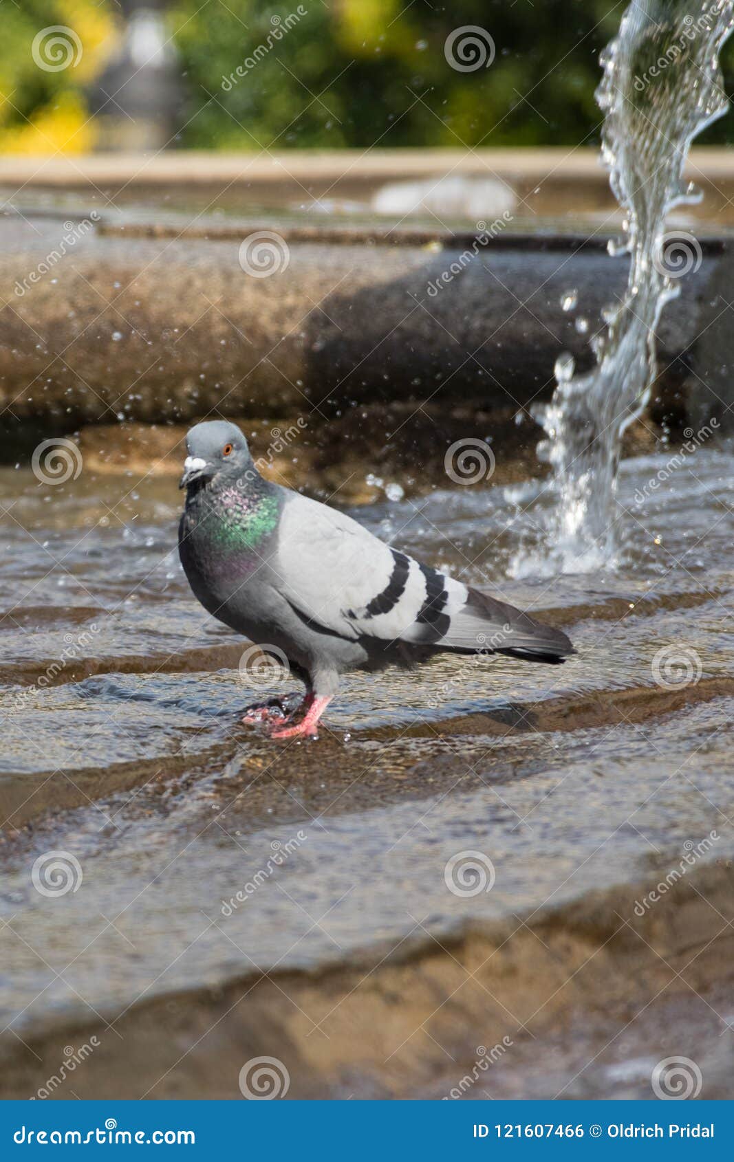 pigeon is bathing in fountain on plaza de espana, madrid, spain