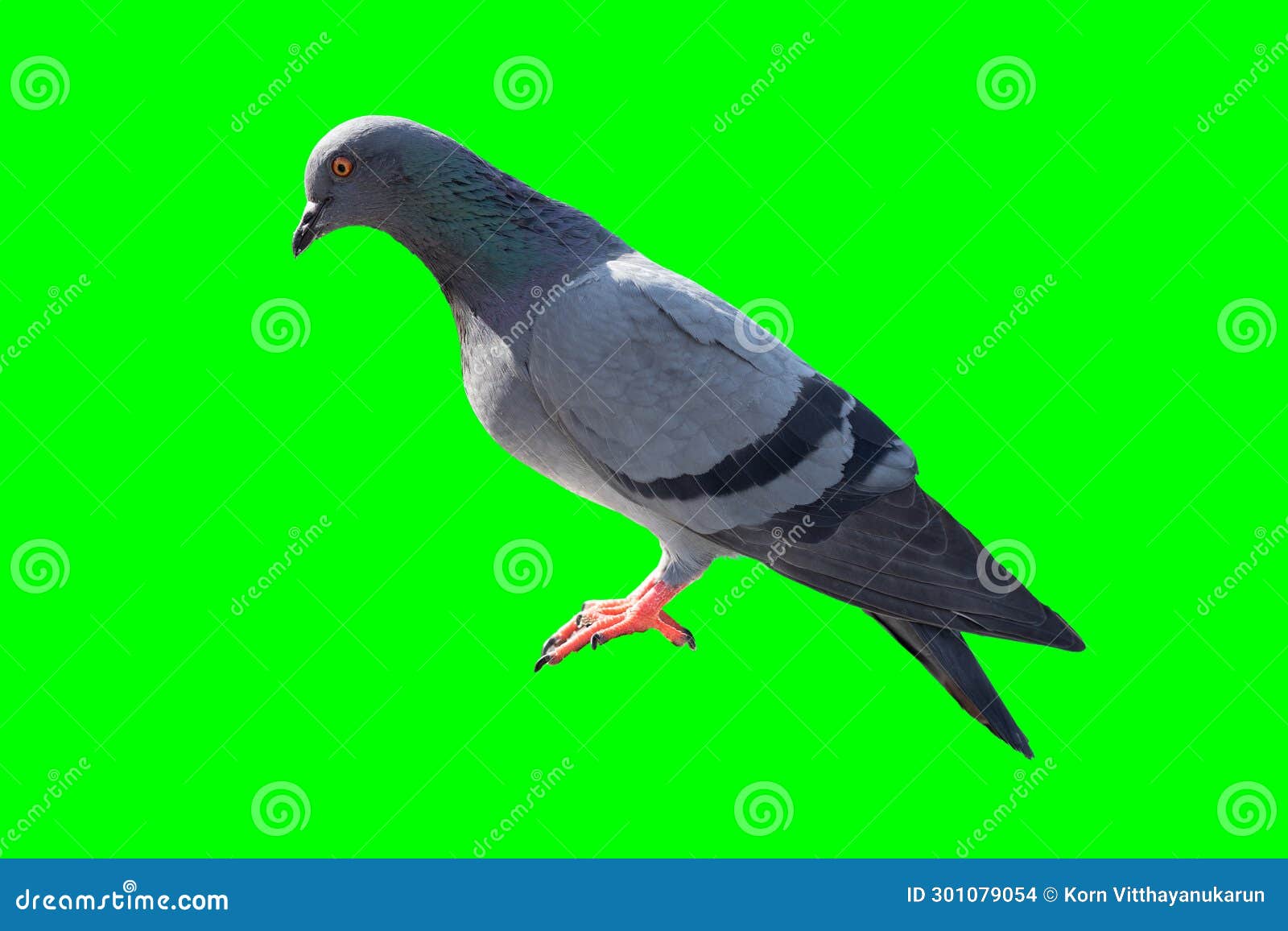 pigeon bird catching stand side view  on green screen with clipping path for video graphics  animal object