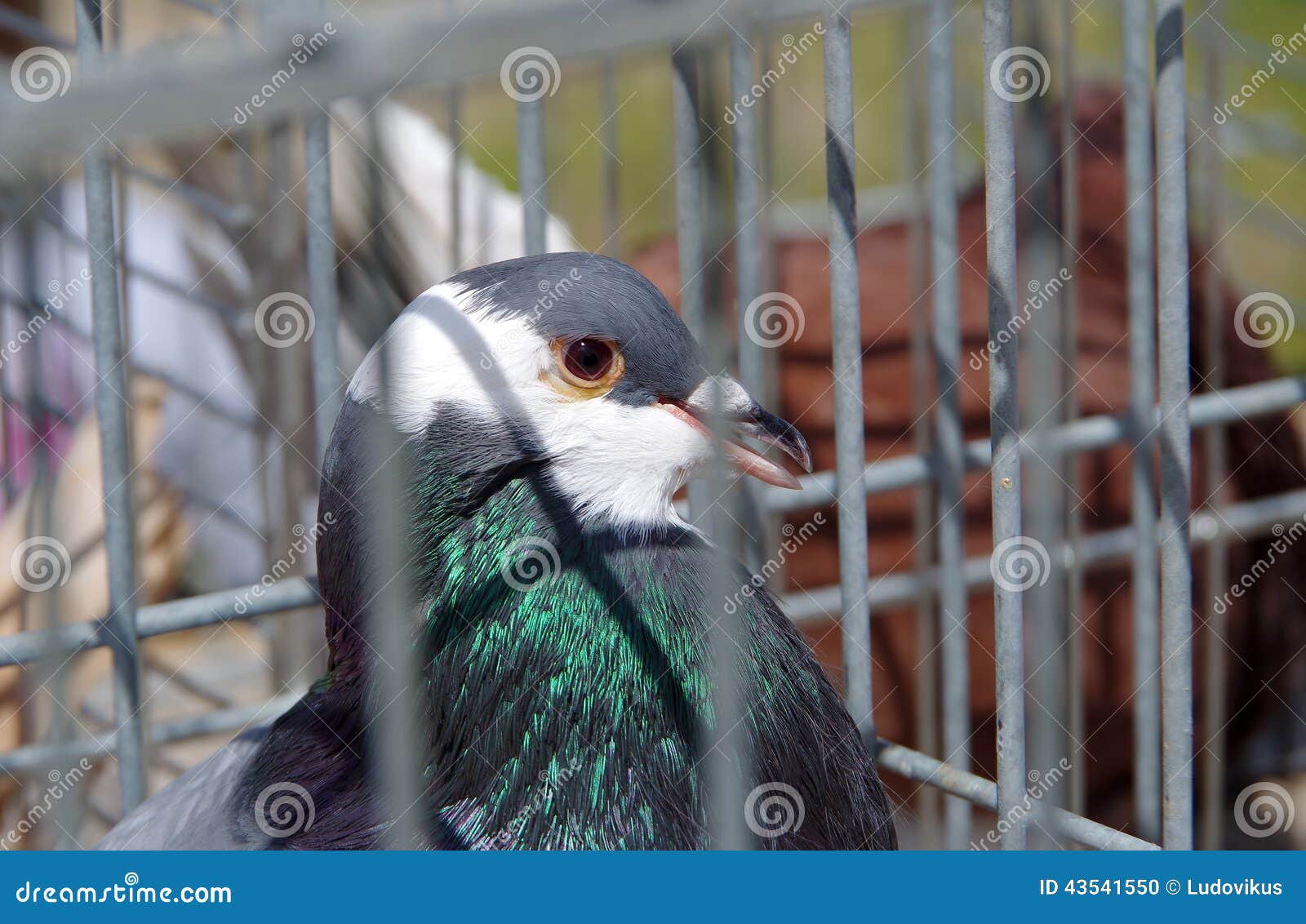 Pigeon in Captivity in a Cage Stock Photo Image of isolated