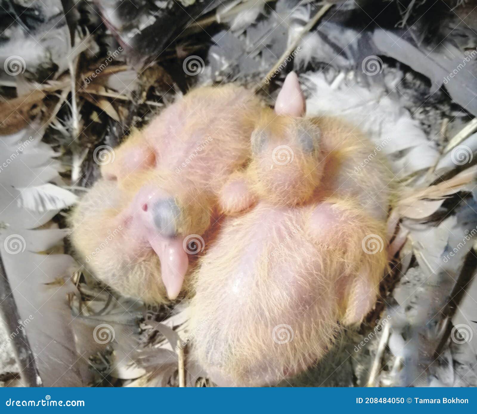 1 Pigeon Chicks Photos Free Royalty Free Stock Photos From Dreamstime 1 Pigeon Chicks Photos Free Royalty Free Stock Photos From Dreamstime