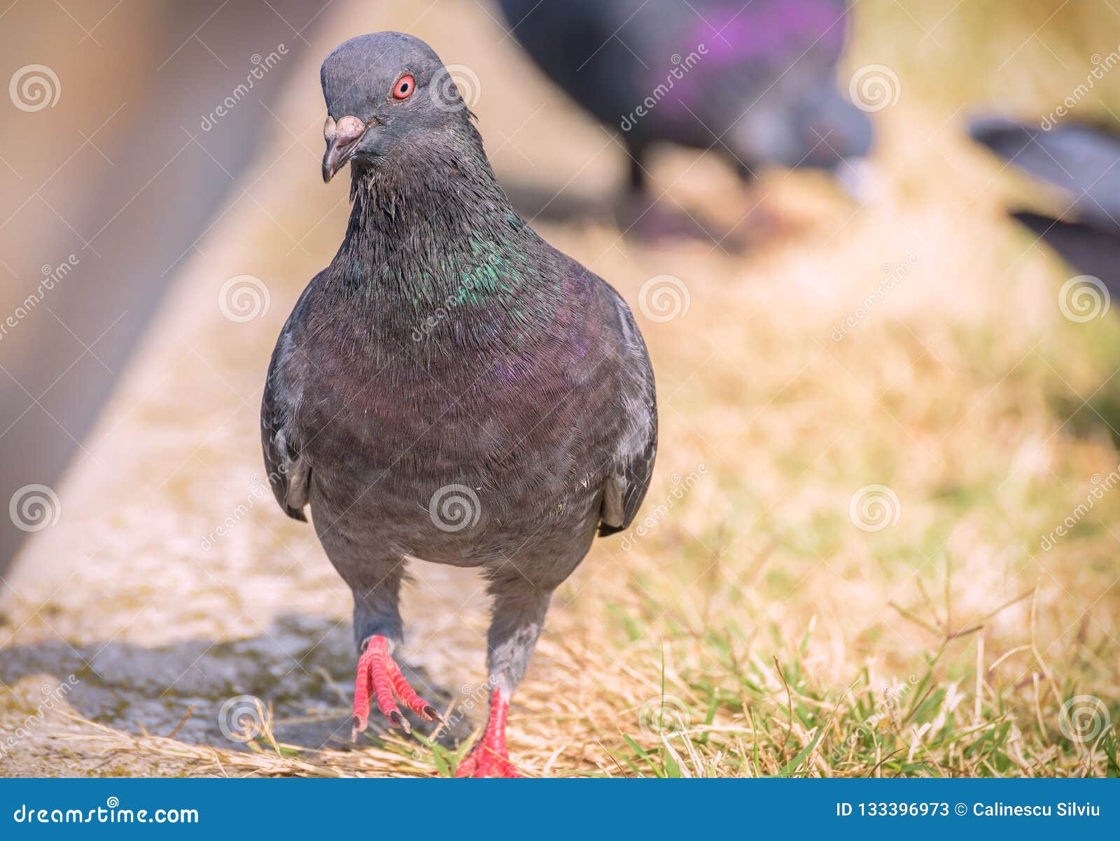 Pigeon Colored on the Grass Stock Image - Image of blur, bird: 133396973