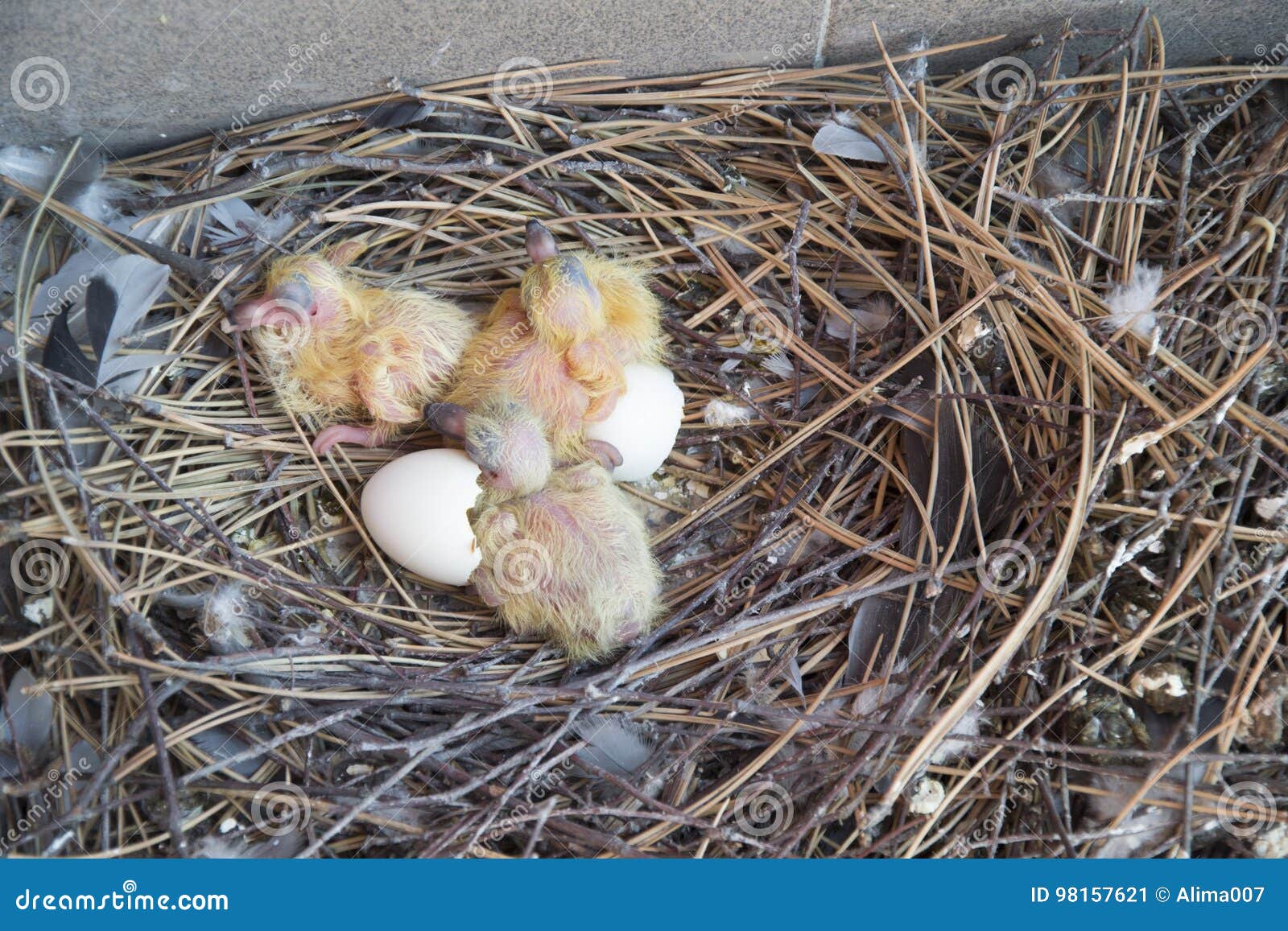 Bird Brood In Nest On Blooming Tree, Baby Birds, Nesting With Wide Open