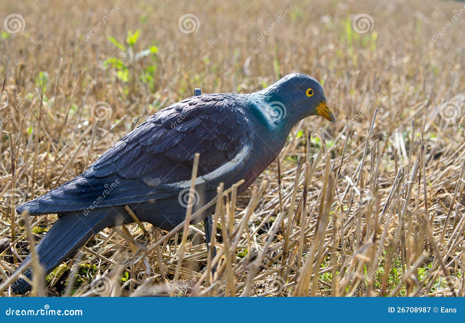 Pigeon decoy stock image. Image of field, meadow, hunt 26708987