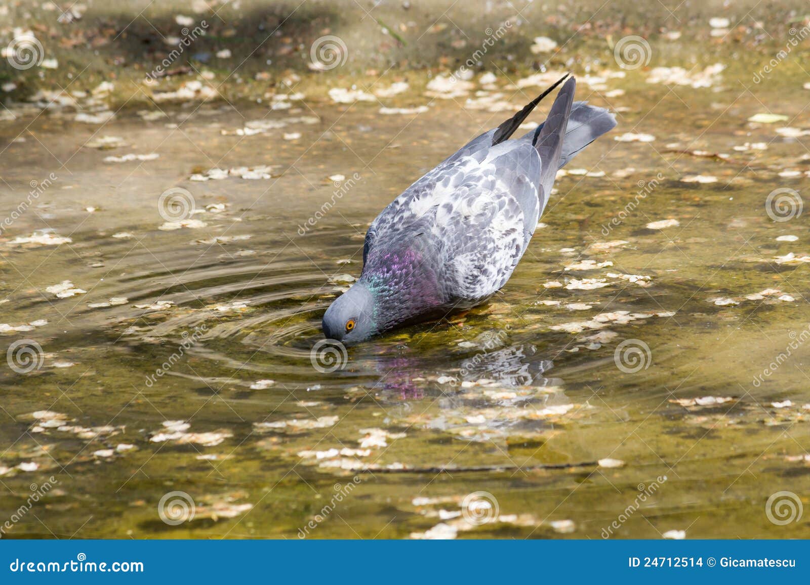 Pigeon drinking water stock photo. Image of dove, summer 24712514