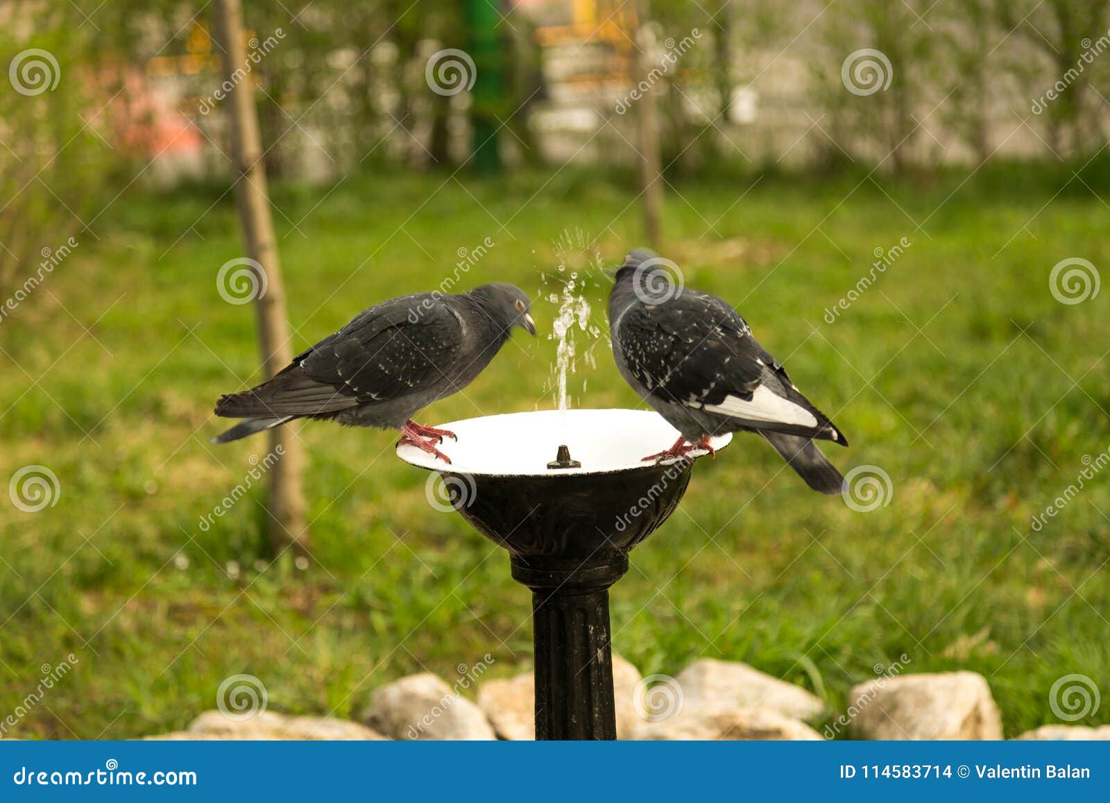 Pigeon drinking water stock photo. Image of city, beauty 114583714