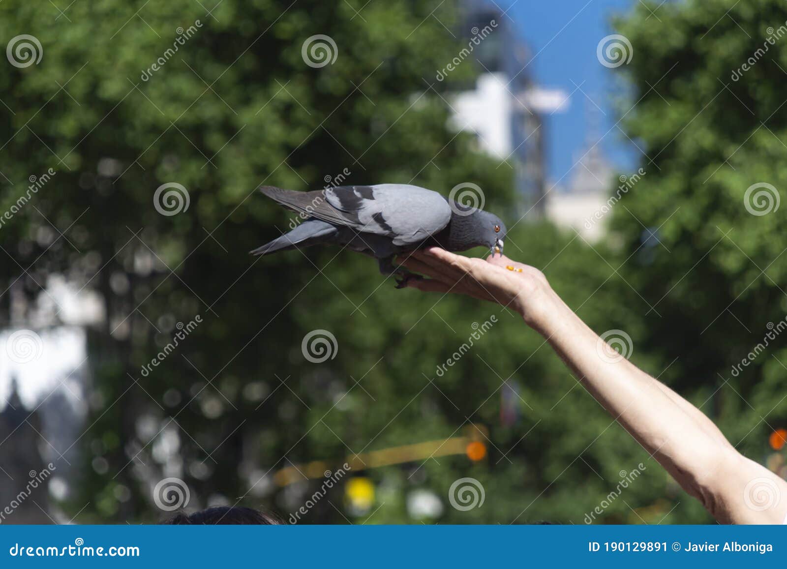 Held Pigeons Stock Photos - Free & Royalty-Free Stock Photos from Dreamstime