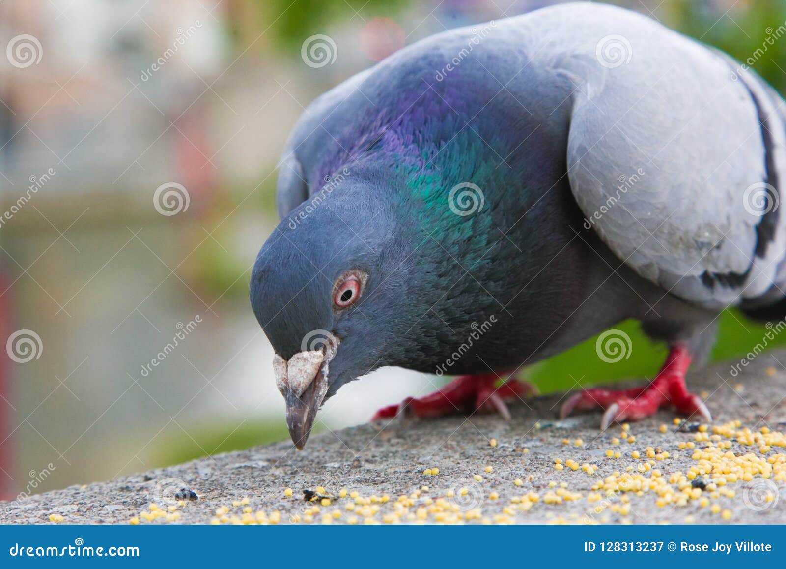 The Pigeon Eating Some Bread Cakes Stock Photo CartoonDealer pigeons-eating-corn-free-photo-on-pixabay-pixabay