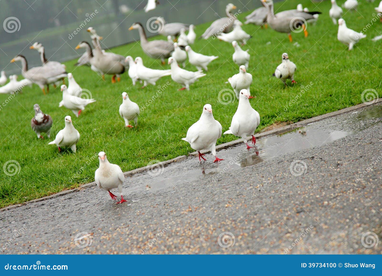 Pigeon running stock photo. Image of birds, bird, group 39734100