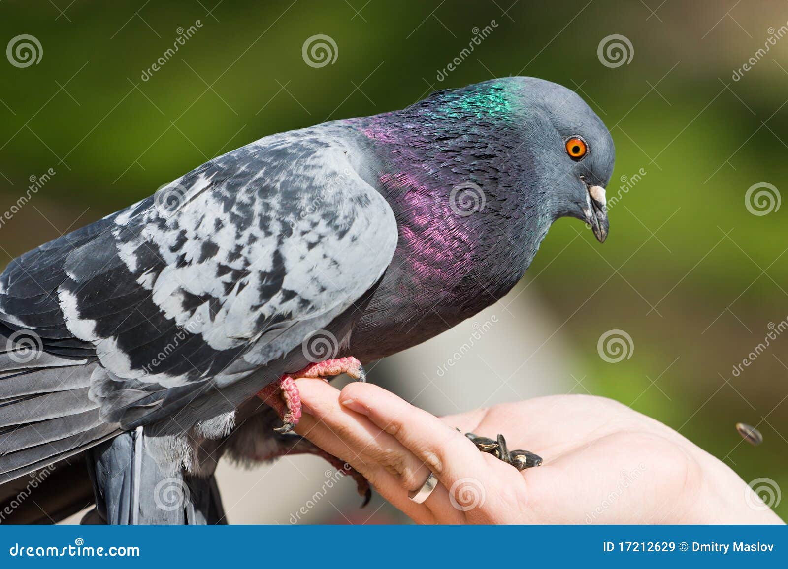 The Pigeon Eats Sunflower Seeds Stock Image Image of nature, claw 17212629