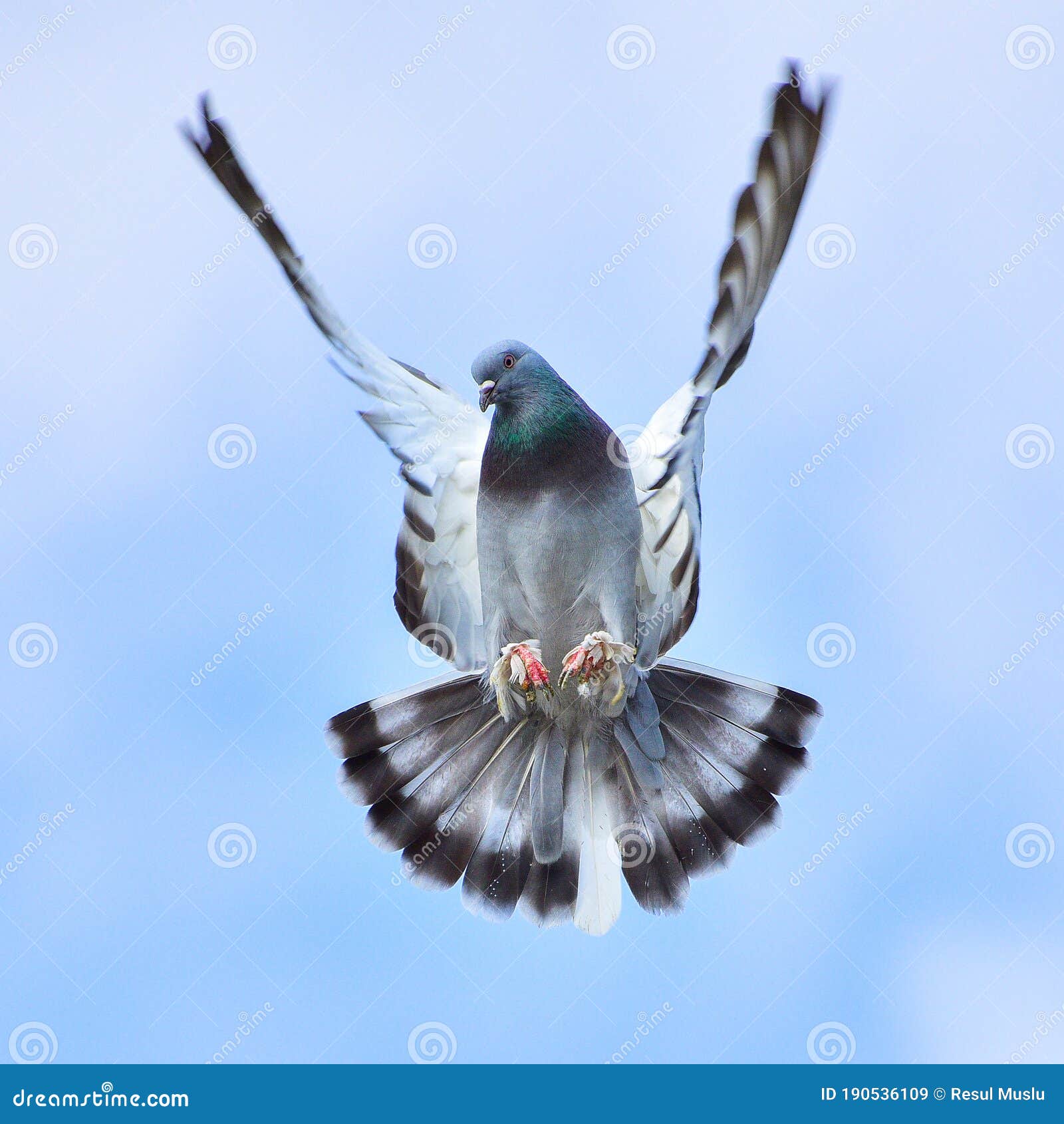 Pigeon flying on blue sky stock image. Image of beak - 190536109