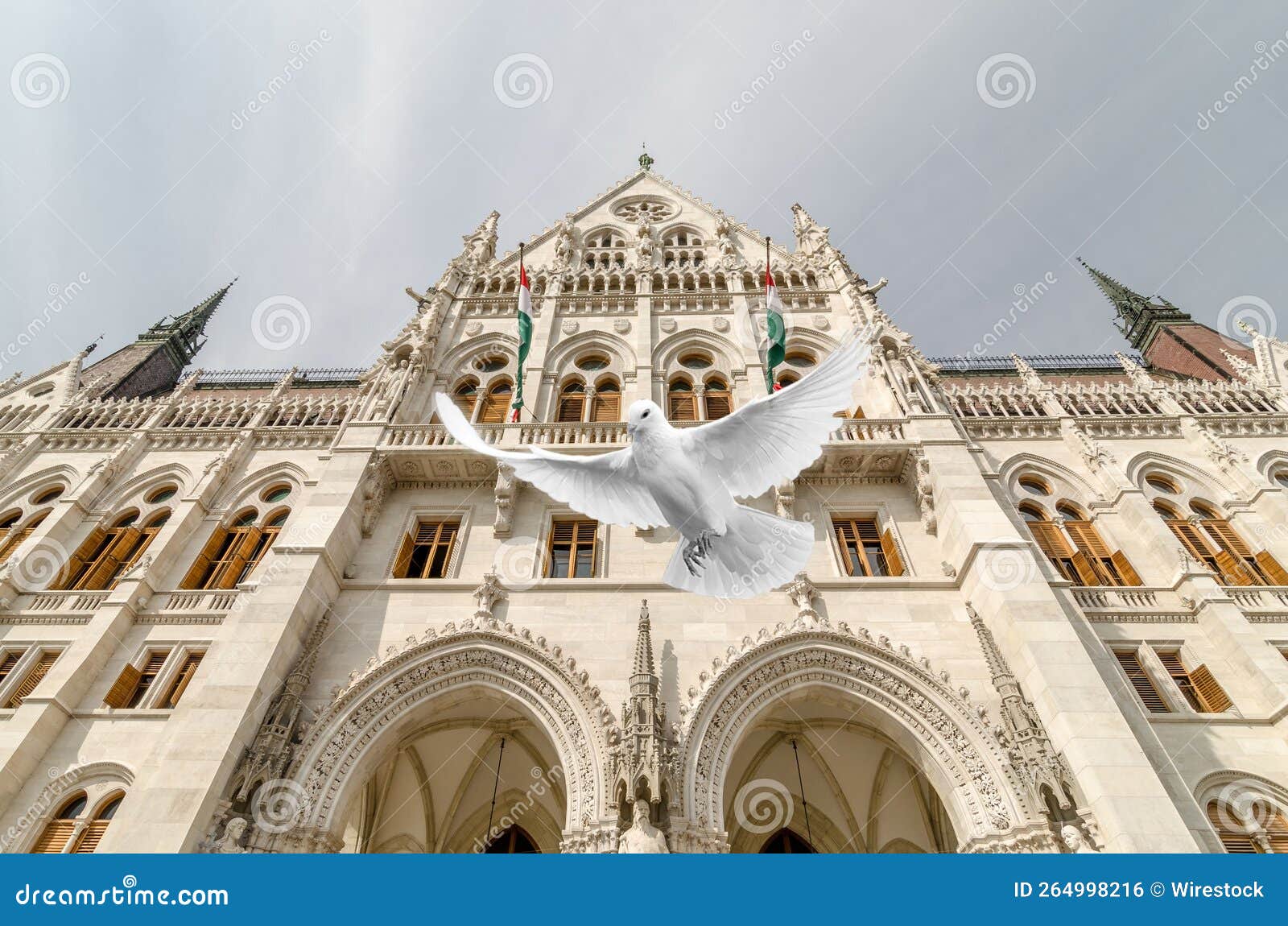 pigeon flying in front of the parlamento budapest - up in the air.