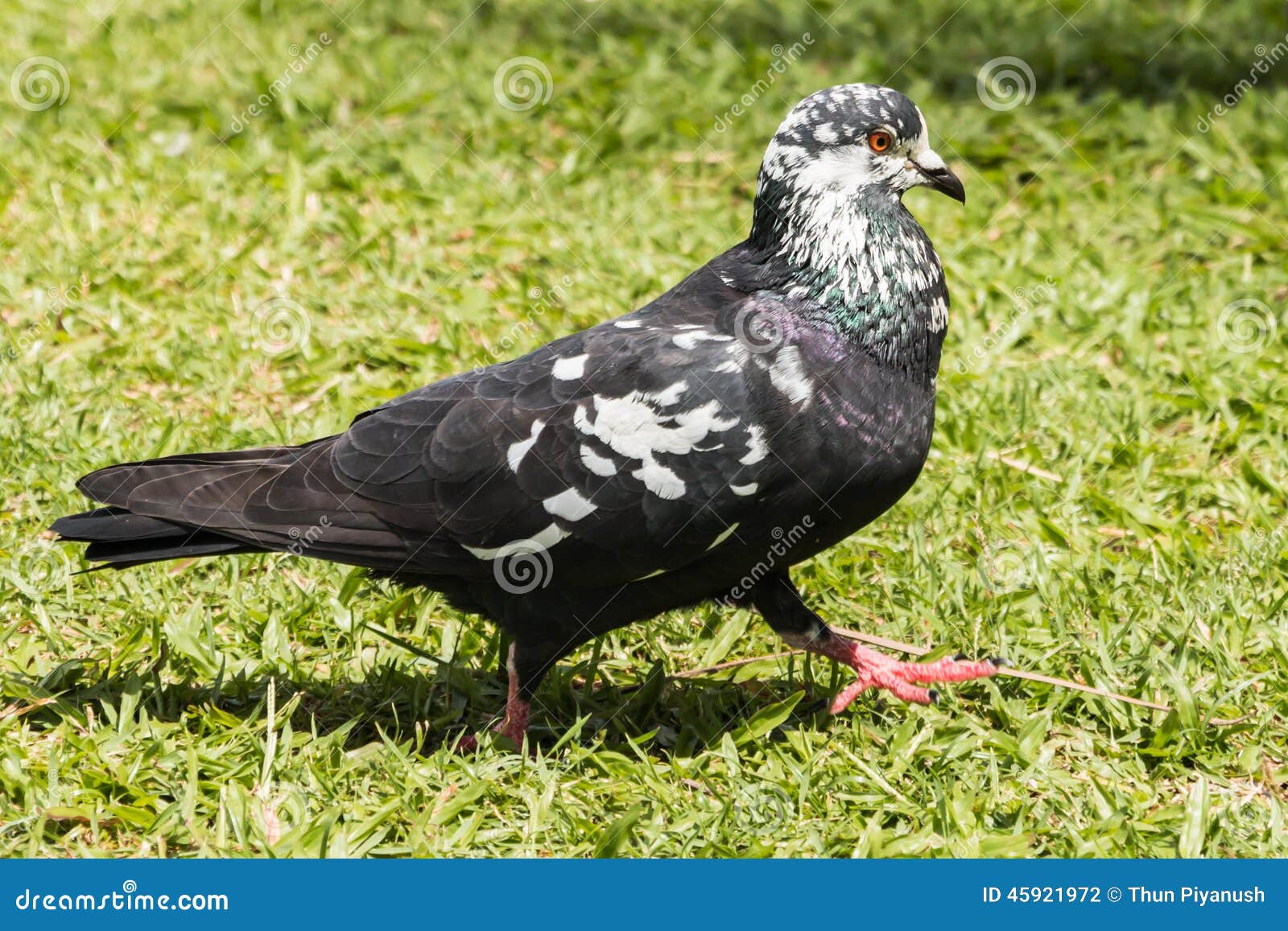 Pigeon in garden stock photo. Image of beautiful, wildlife 45921972