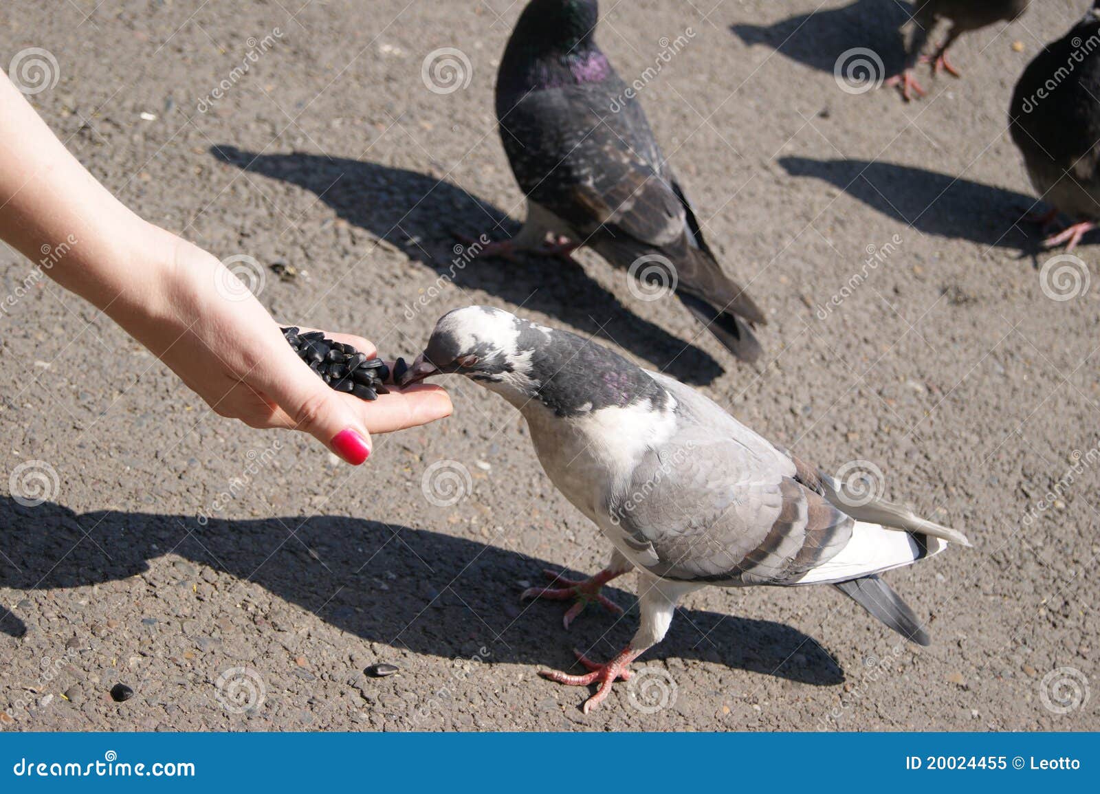 The Pigeon Greedy Pecks Sunflower Seeds Stock Image Image of flight, avenue 20024455