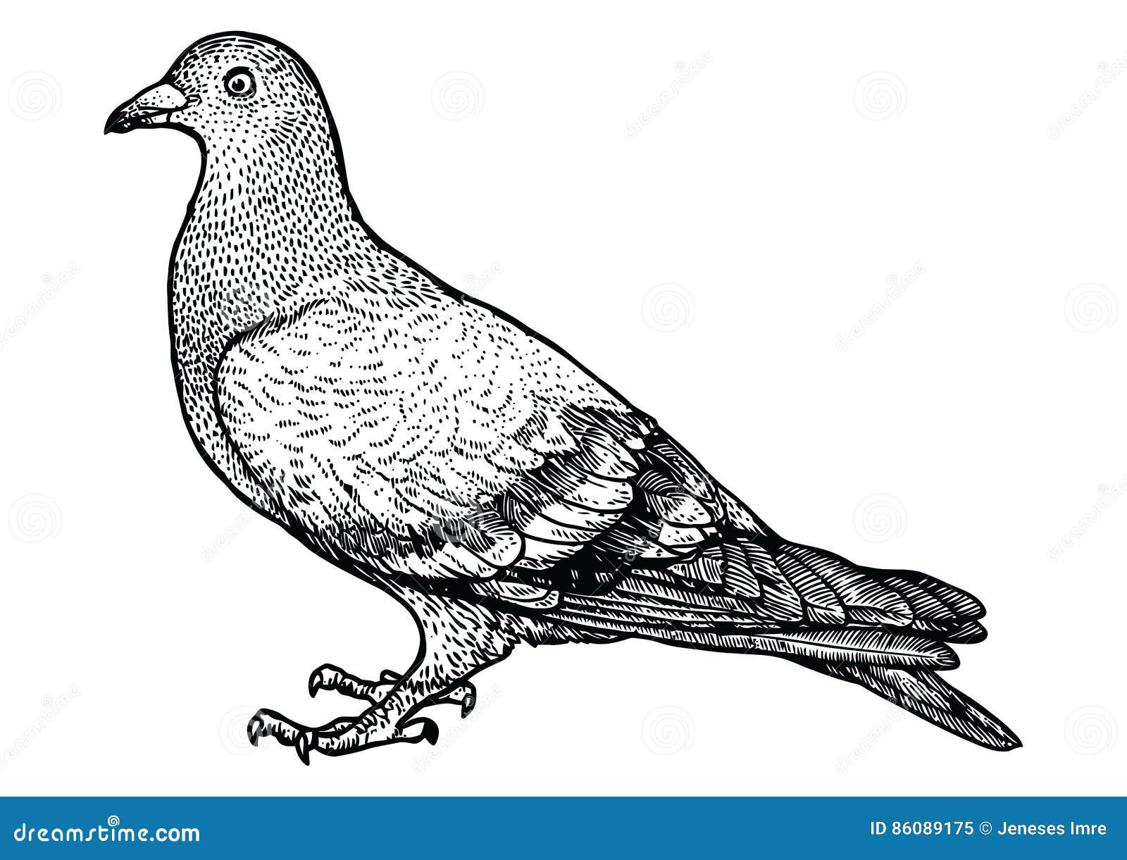 Pigeon Bird Pencil Vector Images (over 110)