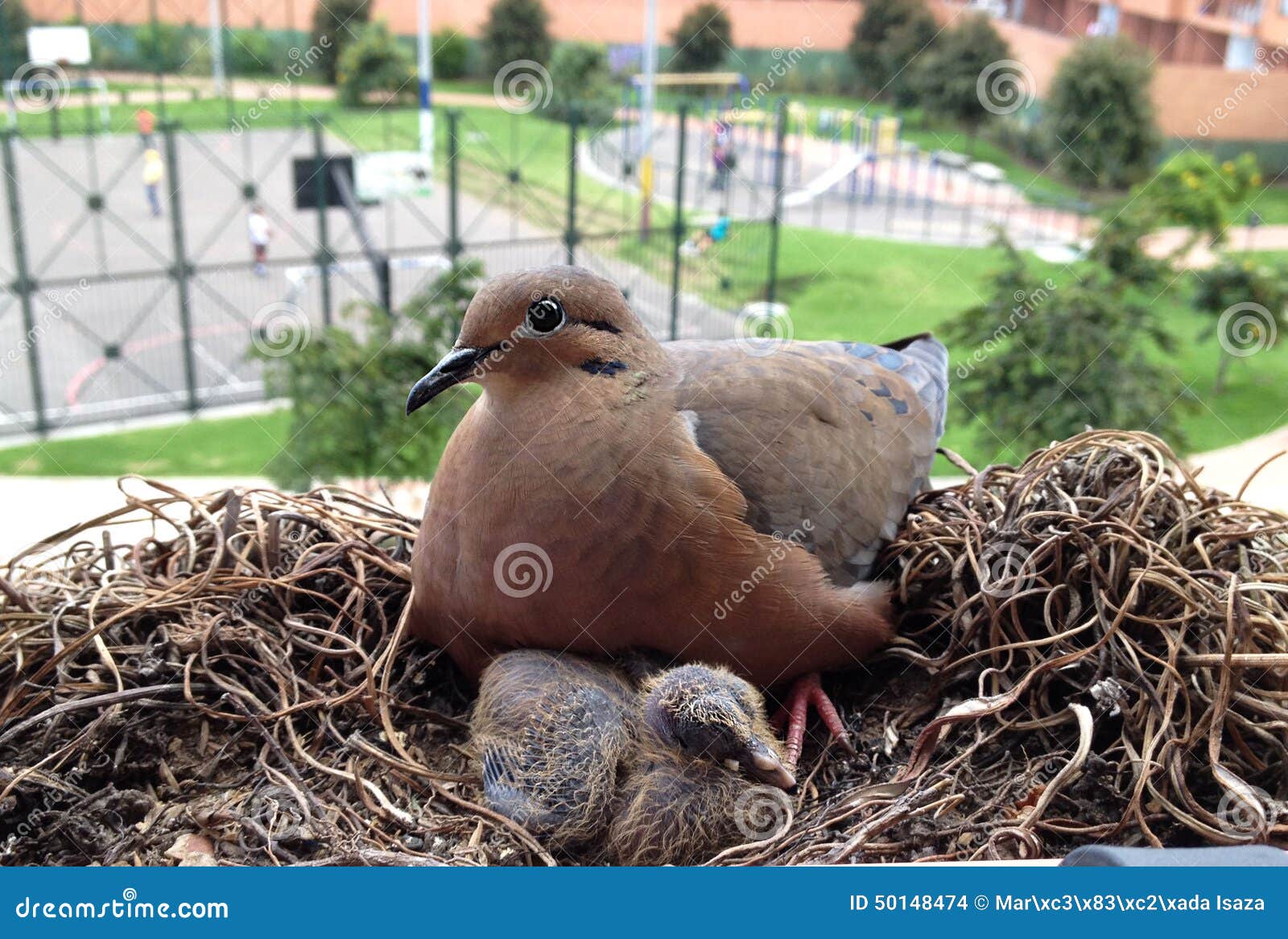 Pigeon mom stock photo. Image of pidget, bird, balcony 50148474