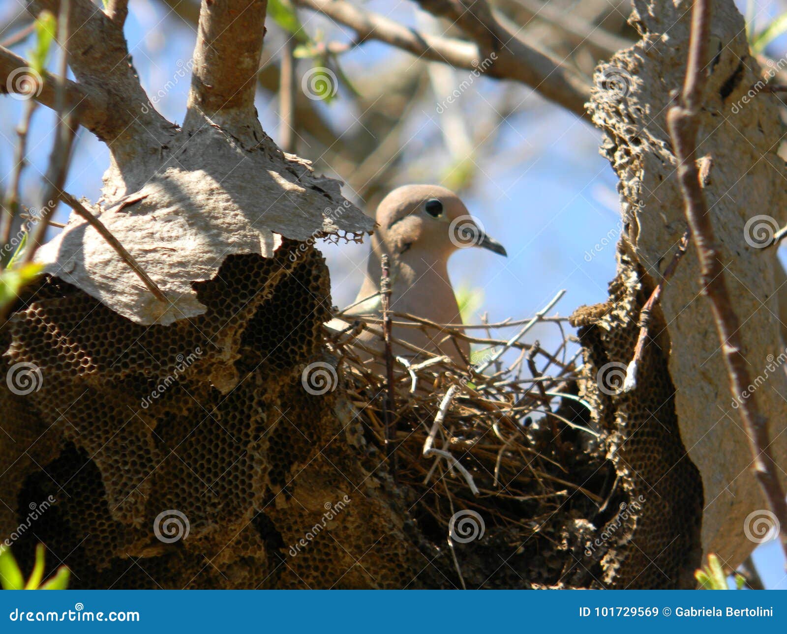 Dove nesting stock image. Image of peace, mother, gray 101729569