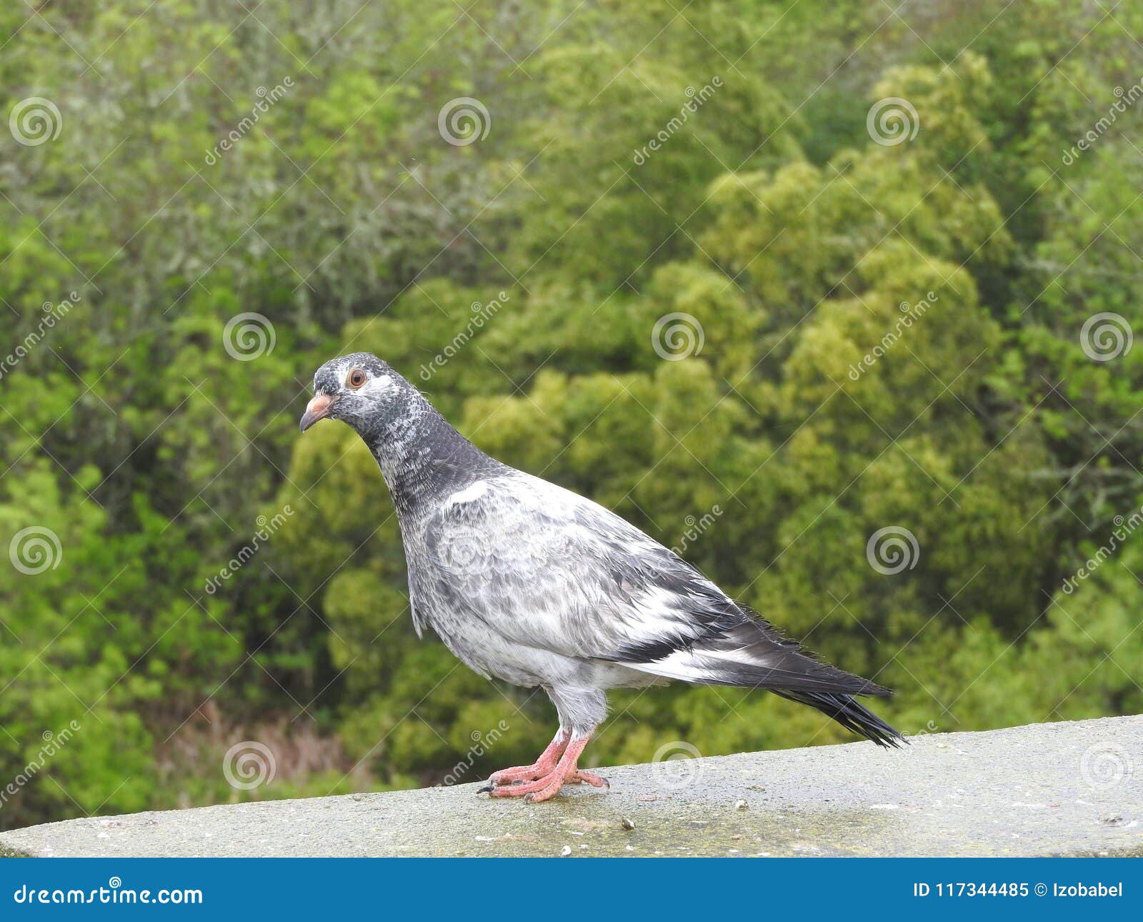 Pigeon Noir Et Blanc Image Stock Image Du Oiseau Vert