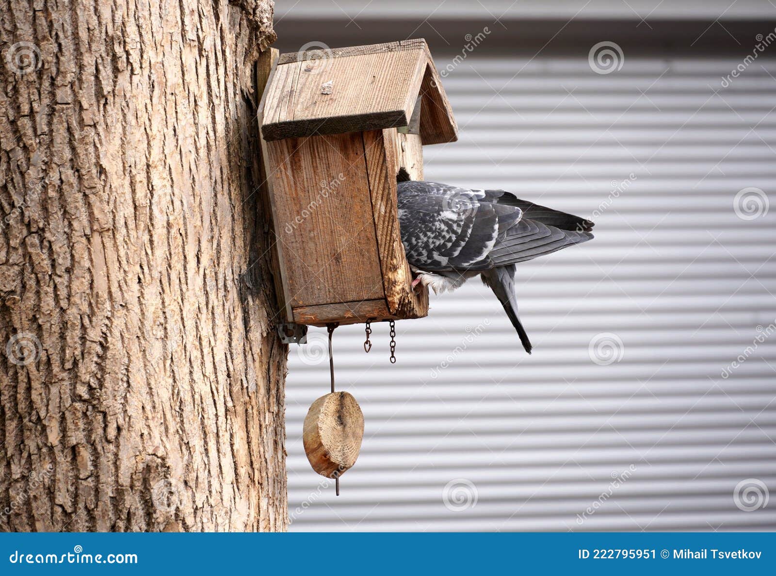 Pigeon Oiseau Assis Dans Une Petite Maison D'oiseaux. Maison D'oiseaux. Sur  L'arbre. Et Regarde à L'intérieur Image stock - Image du caged,  environnement: 222795951