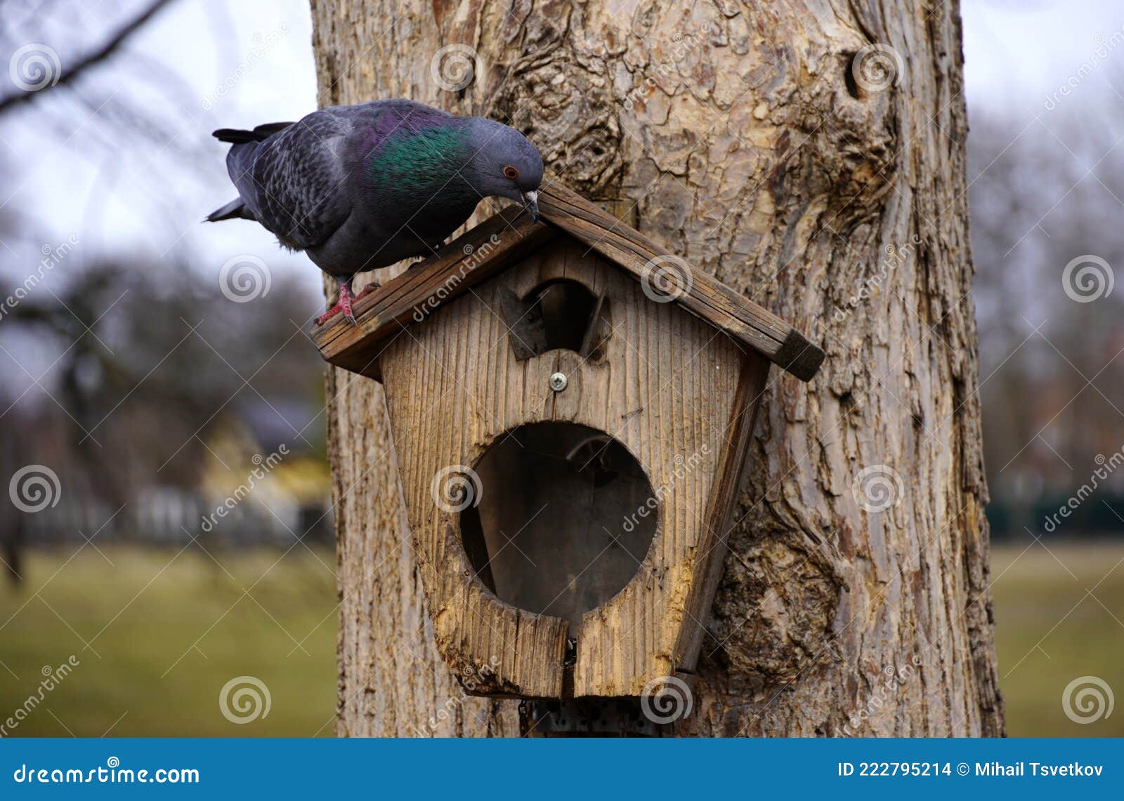 Pigeon Oiseau Assis Sur Une Petite Maison D'oiseaux. Maison D'oiseaux. Sur  L'arbre. Et Regarde à L'intérieur Photo stock - Image du fond, beauté:  222795214