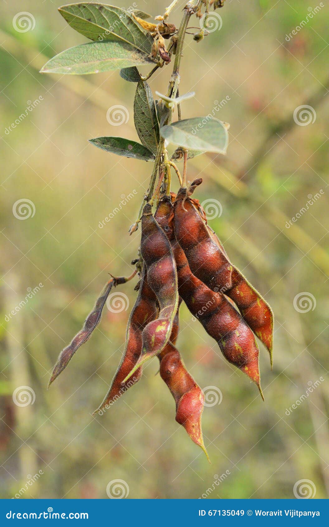 Pigeon pea stock image. Image of fiber, genus, vegetarian 67135049