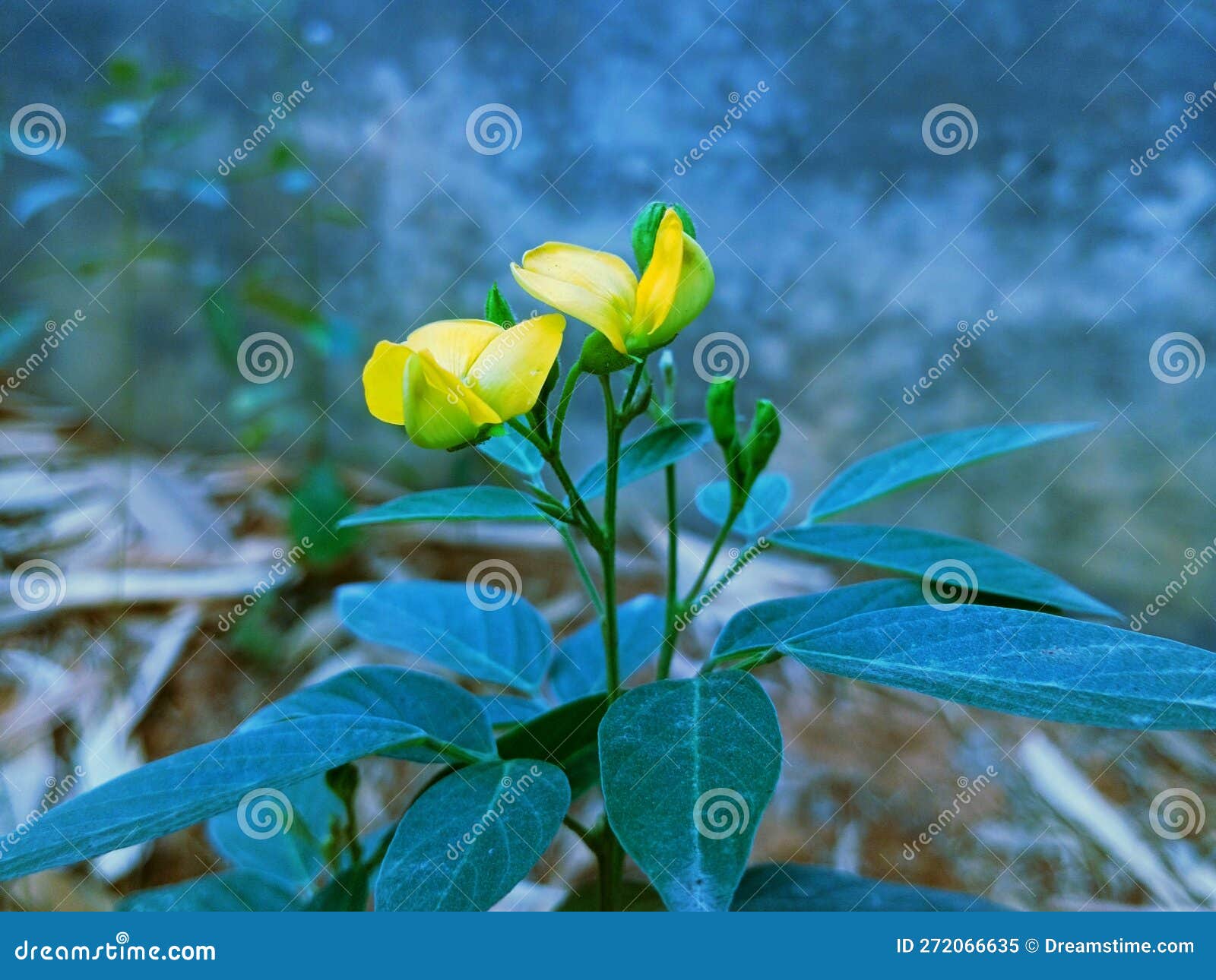Pigeon Pea Flowers, Cajanus Cajanus Cajan Pigeon Pea, Congopea Stock