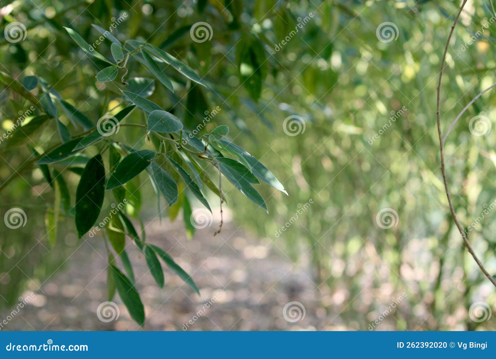 Pigeon Pea Leaves, Hungund, Karnataka Stock Photo Image of gungo