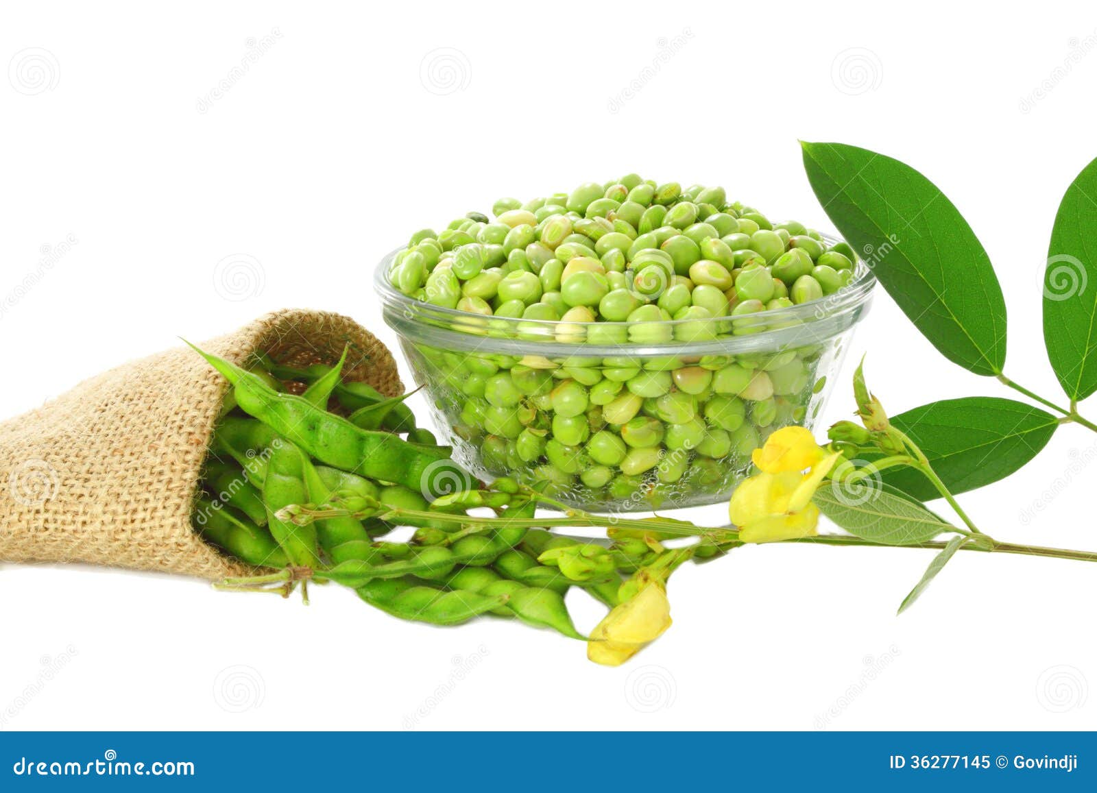 Pigeon peas with leaves stock image. Image of cuisine 36277145