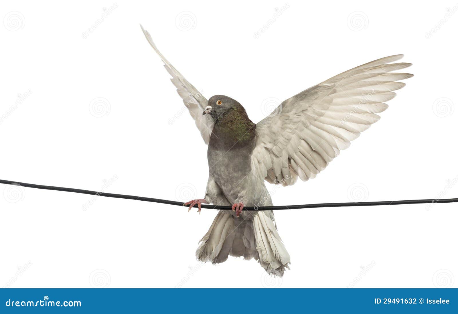 Pigeon Perched on an Electric Wire with Its Wings Spread Stock Photo