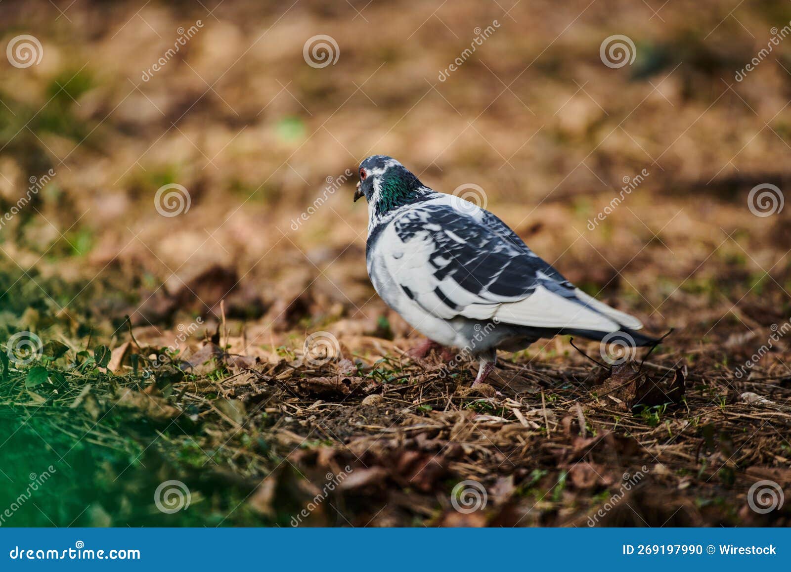 Pigeon Perching on Grassland Stock Photo Image of head, wild 269197990