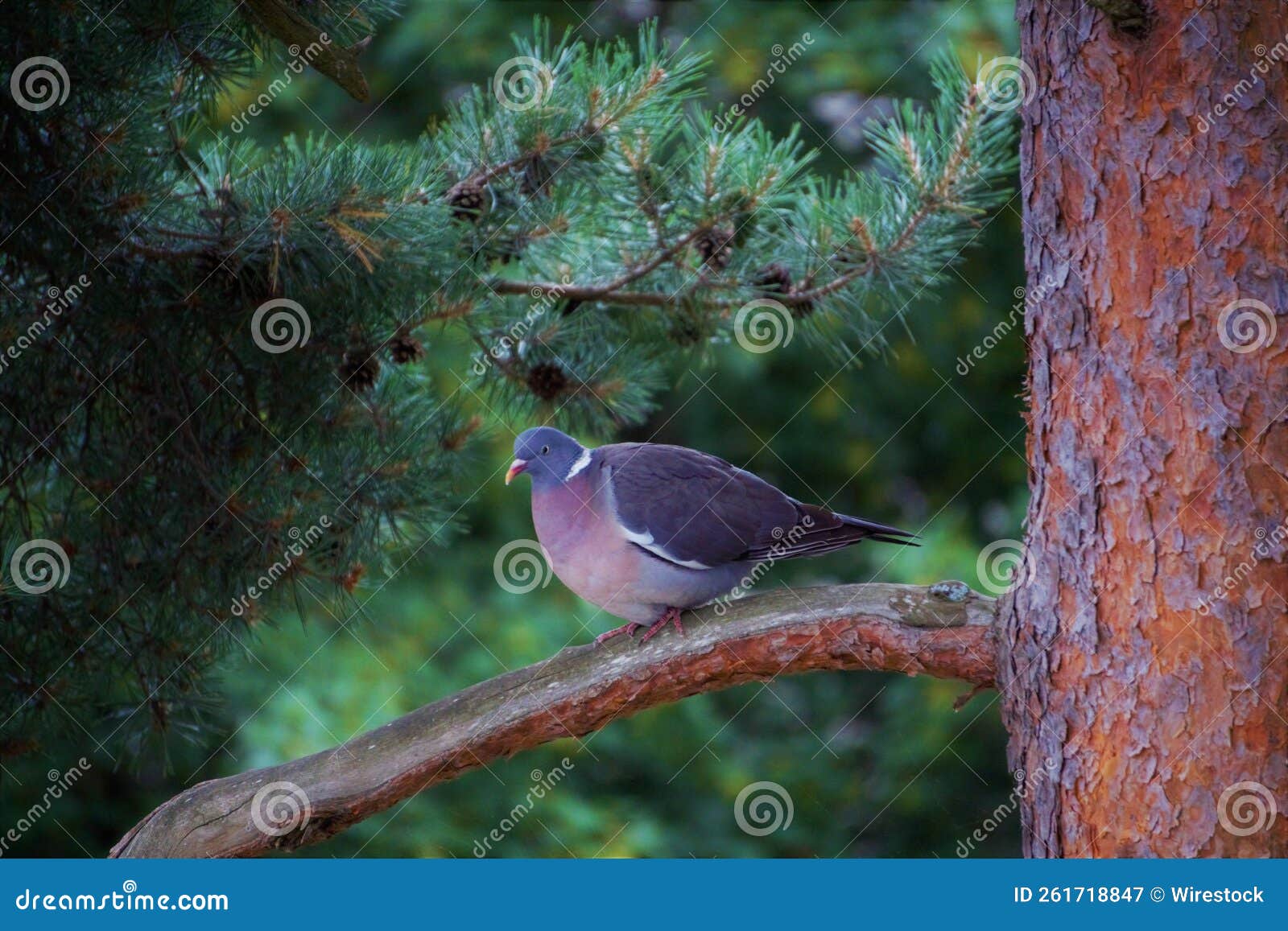 Pigeon Perching on Tree Branch Stock Image Image of dove, eyes 261718847
