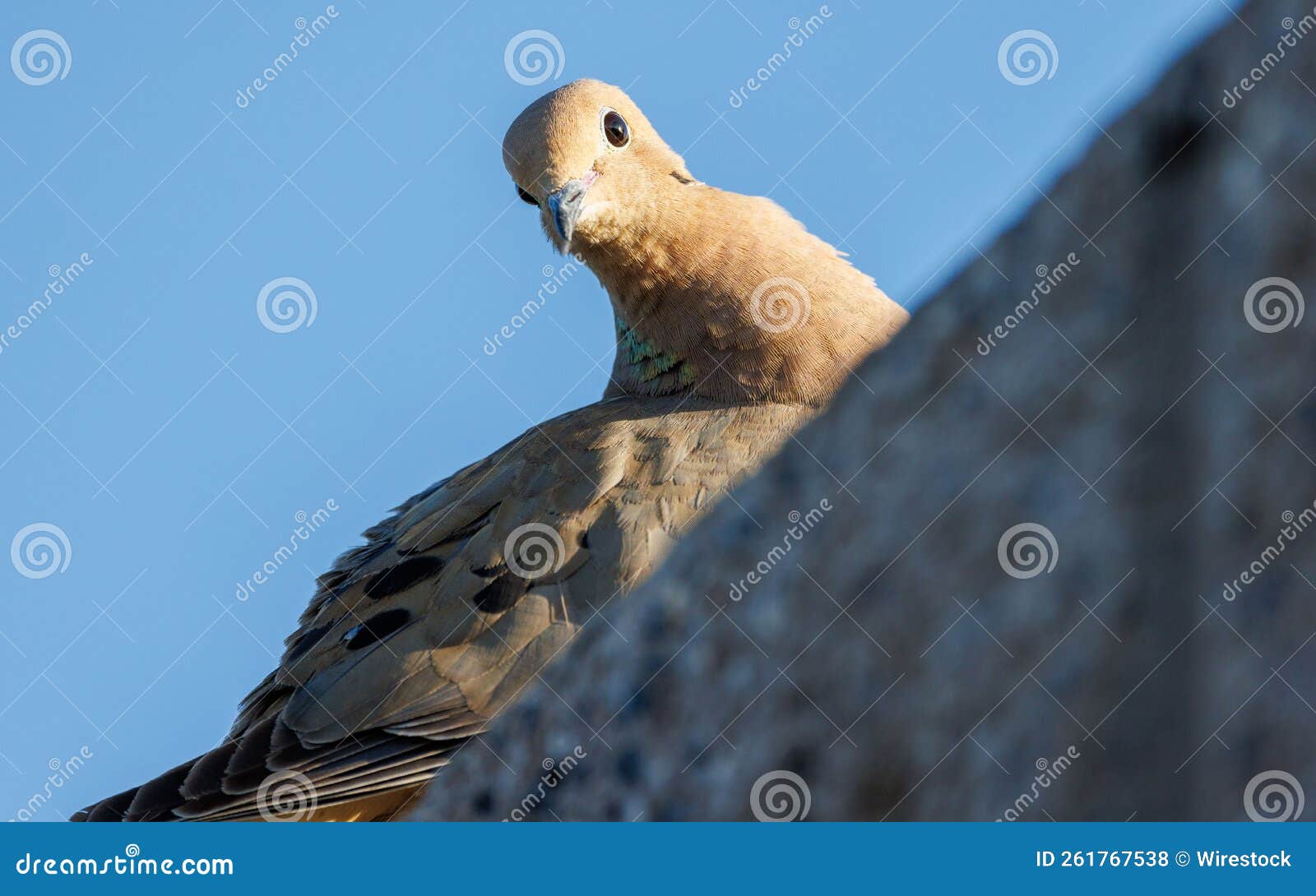 Pigeon perching on wall stock photo. Image of looking 261767538