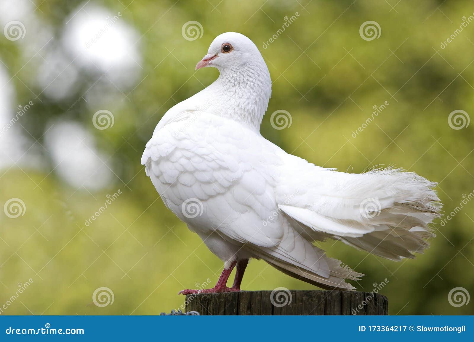 Pigeon Queue De Paon Stock Image Image Of Europe Paon