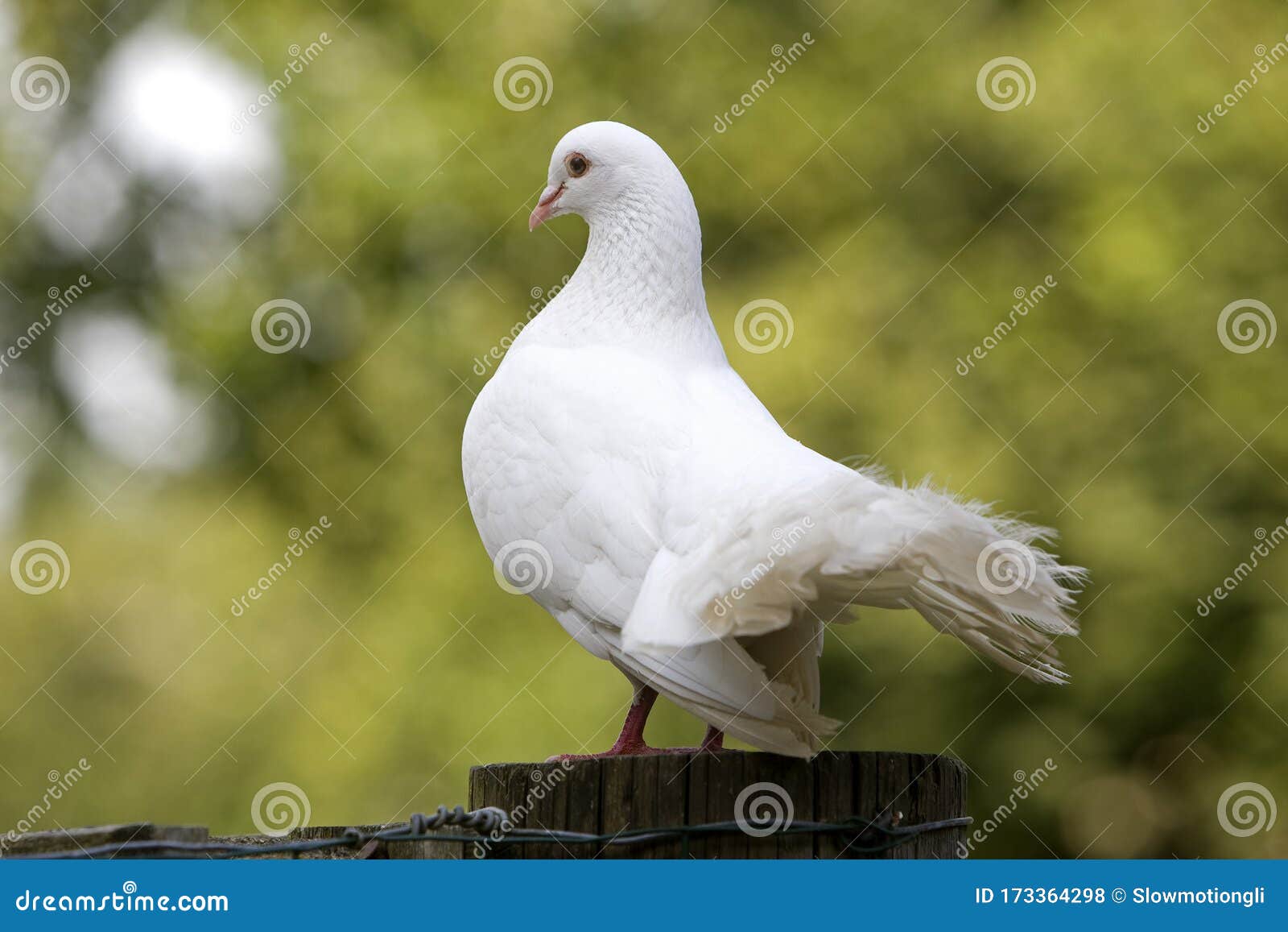 Pigeon Queue De Paon Stock Photo Image Of Animal Columbidae