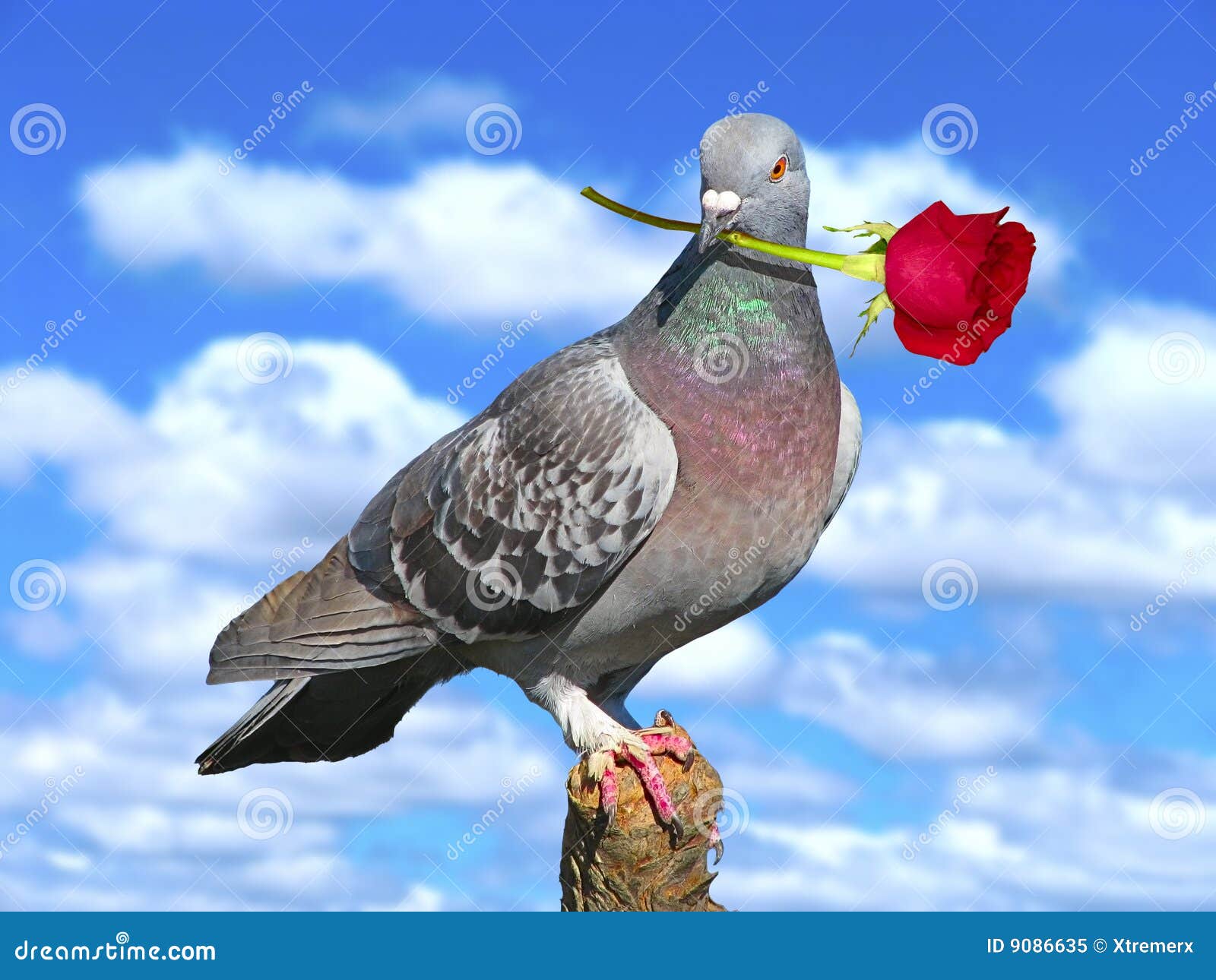 pigeon with red rose.