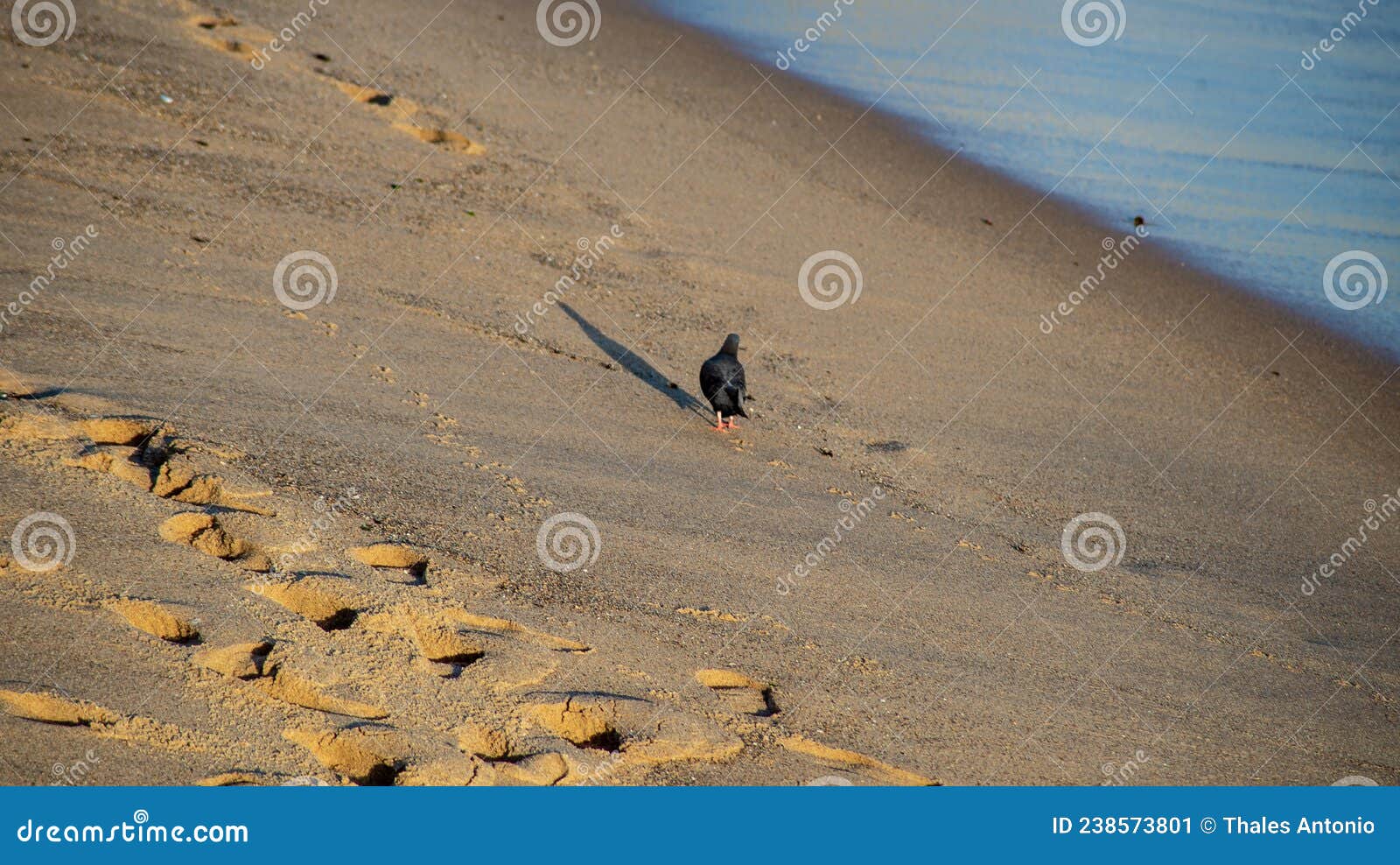 pigeon on the sand of paciencia beach