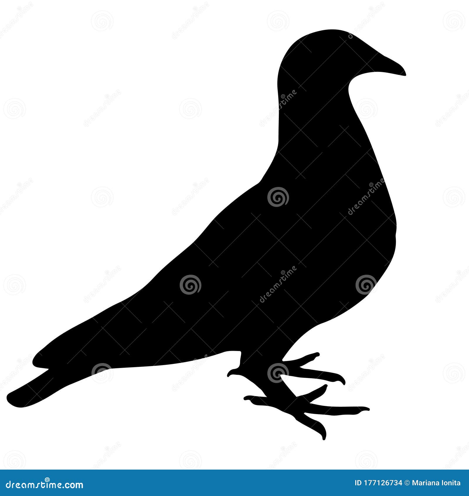 pigeon silhouete  on white background