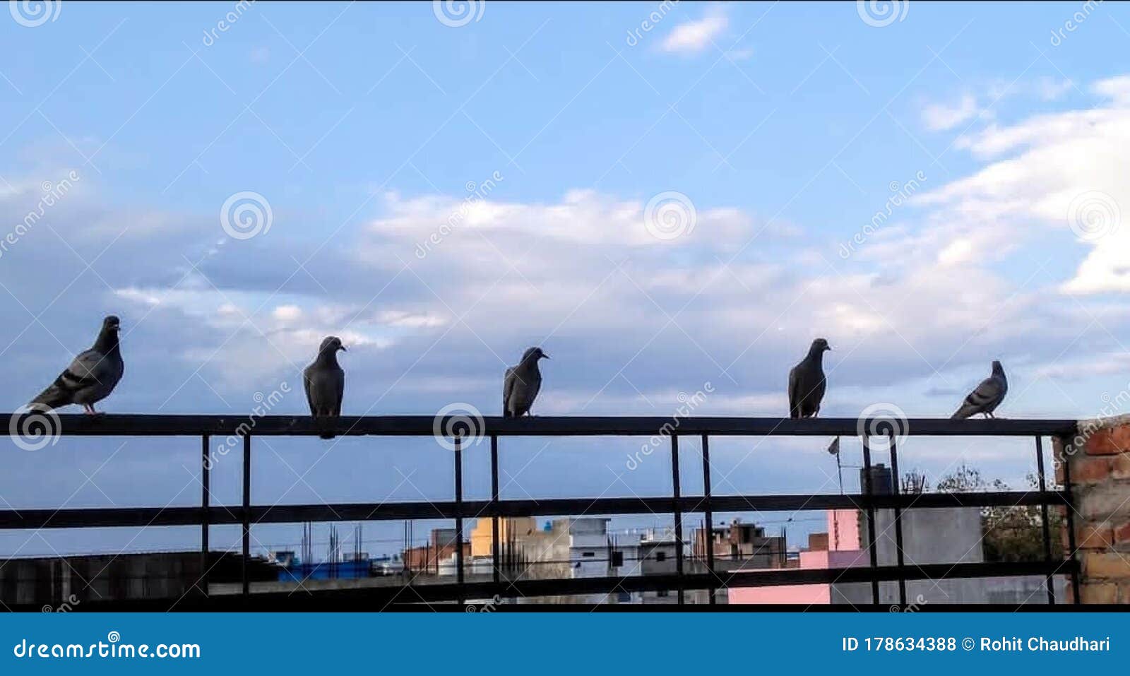 pigeon are sitting on terrace like friends