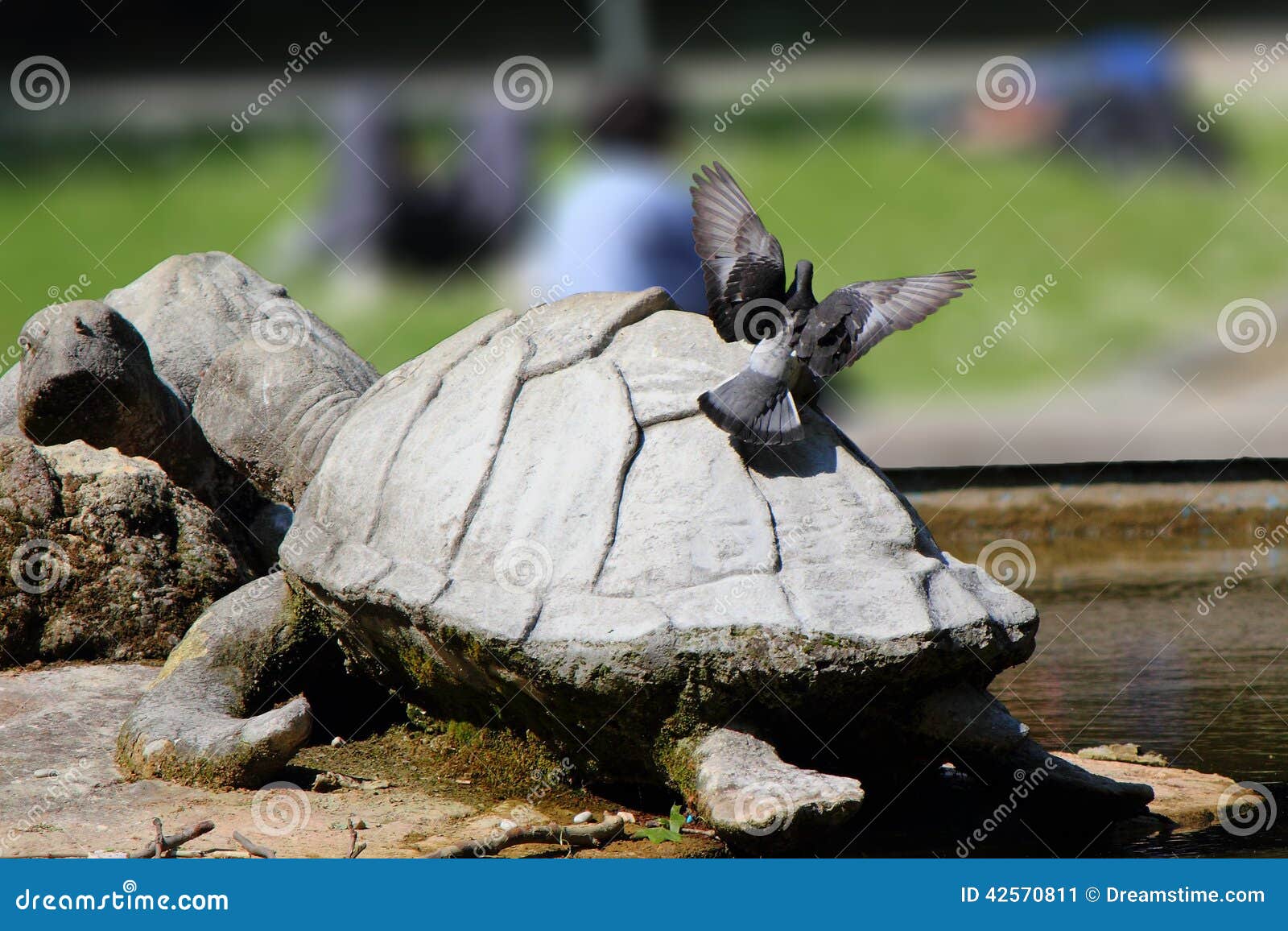 Pigeon on a stone turtle stock image. Image of pigeon 42570811