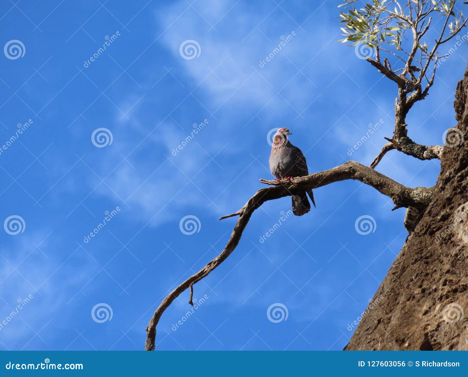 Pigeon Tacheté Photo Stock Image Du Oiseaux Endroits