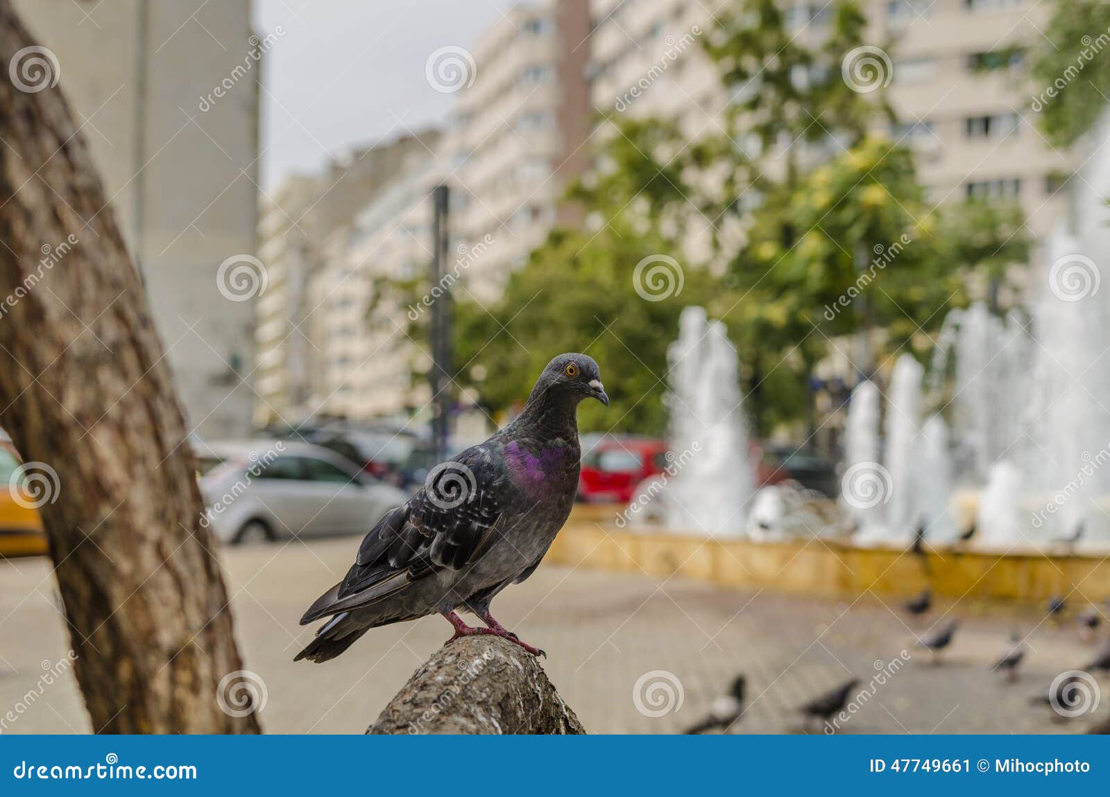 Pigeon in urban landscape stock image. Image of gray Biology Diagrams