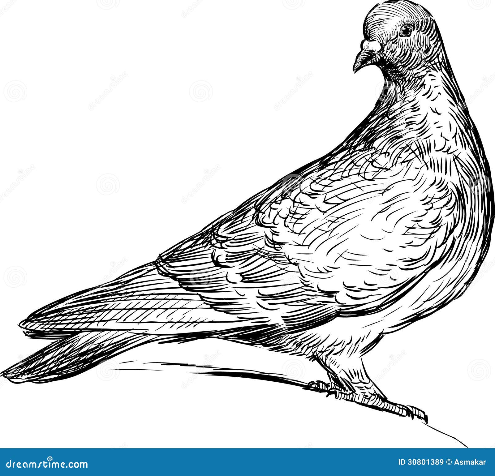 How to draw a pigeon step by step - Easy drawings | Easy drawings, Drawings,  Art drawings simple