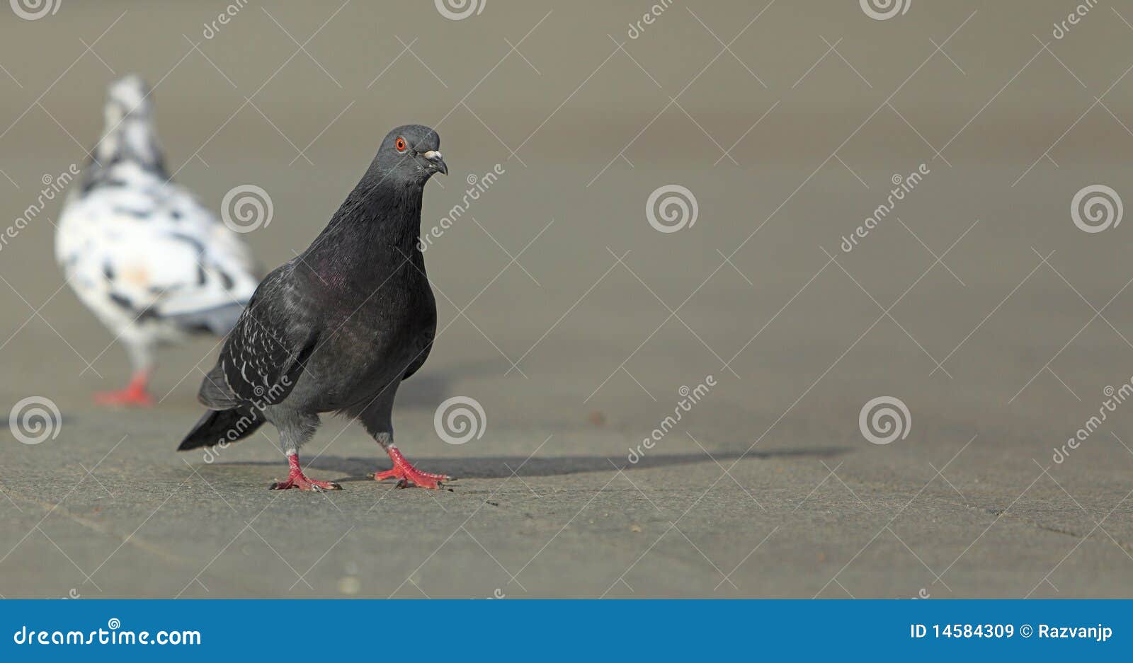 Pigeon walking stock image. Image of step, close, active 14584309