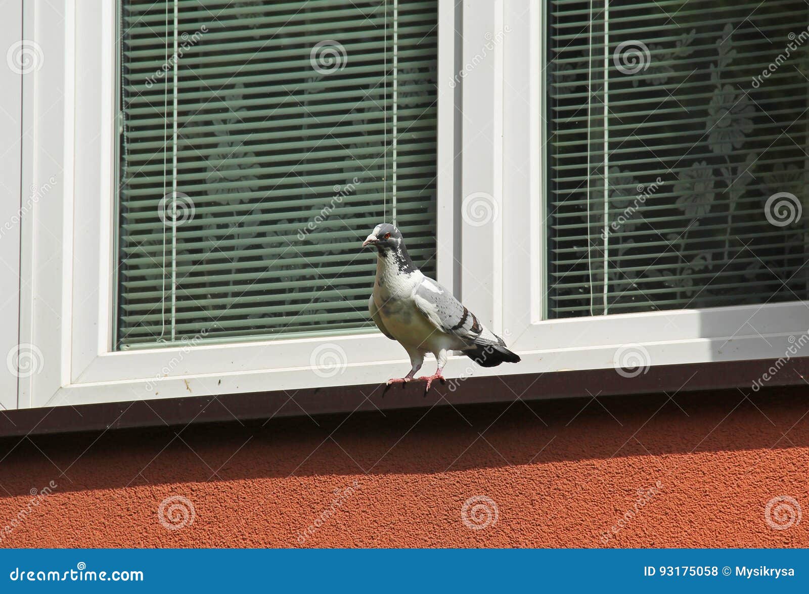 Pigeon on the window stock photo. Image of window, pigeon 93175058
